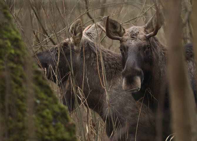 Нежный взгляд