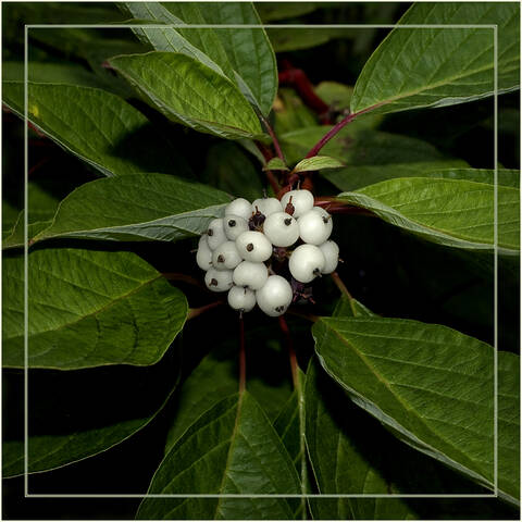 Flora