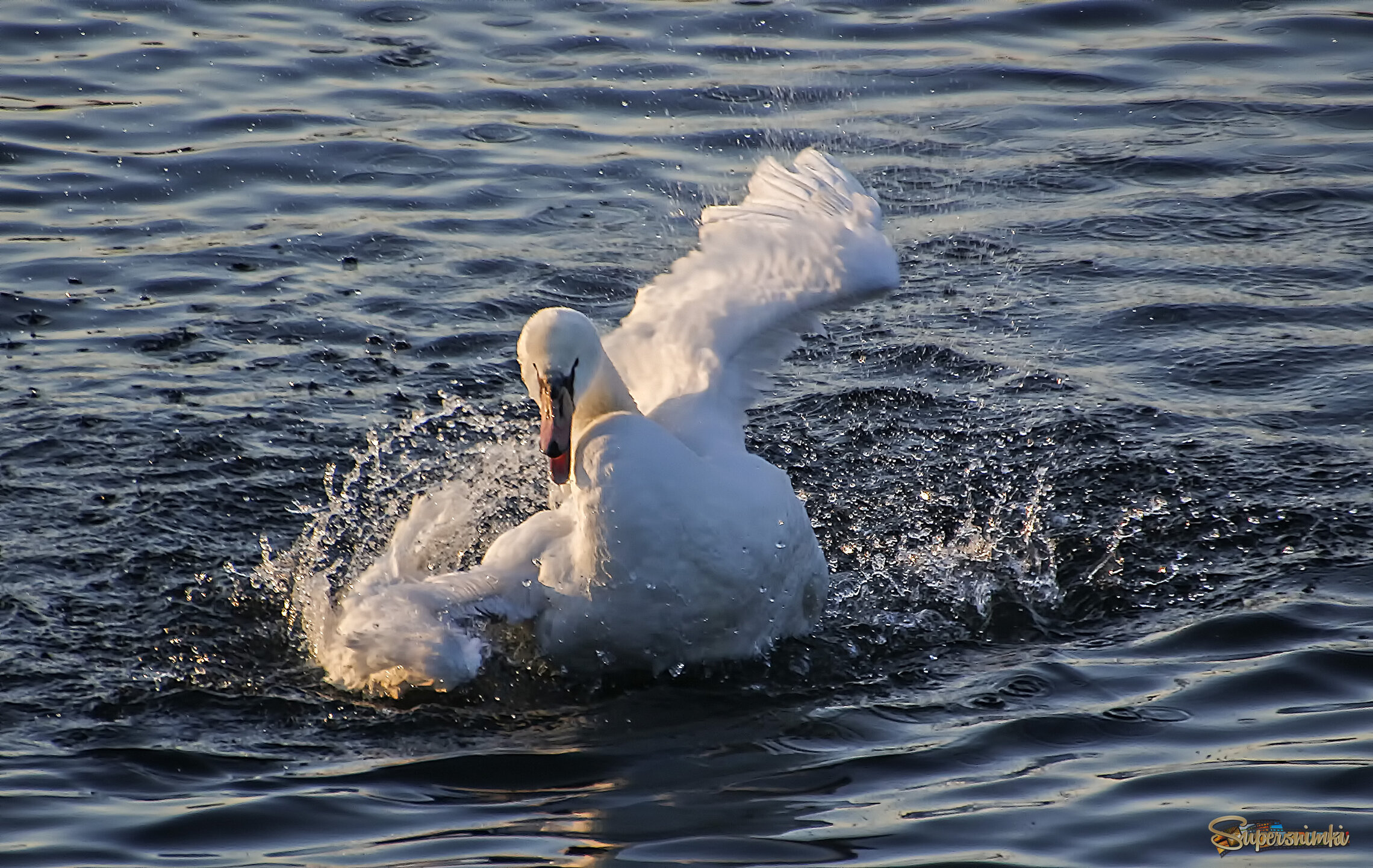 Рождественское омовение