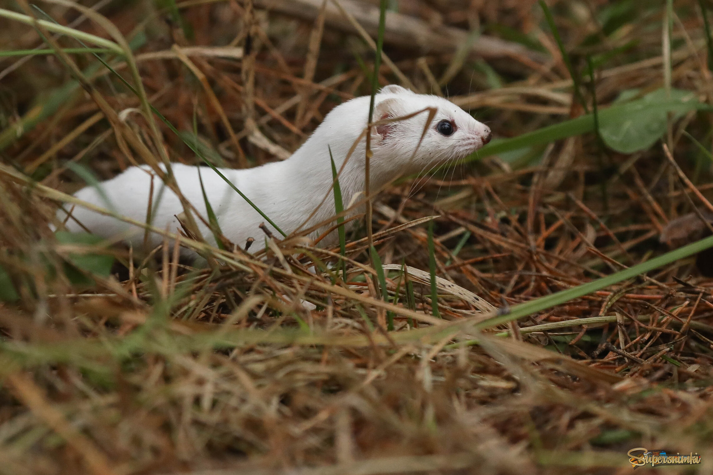 Вся внимание
