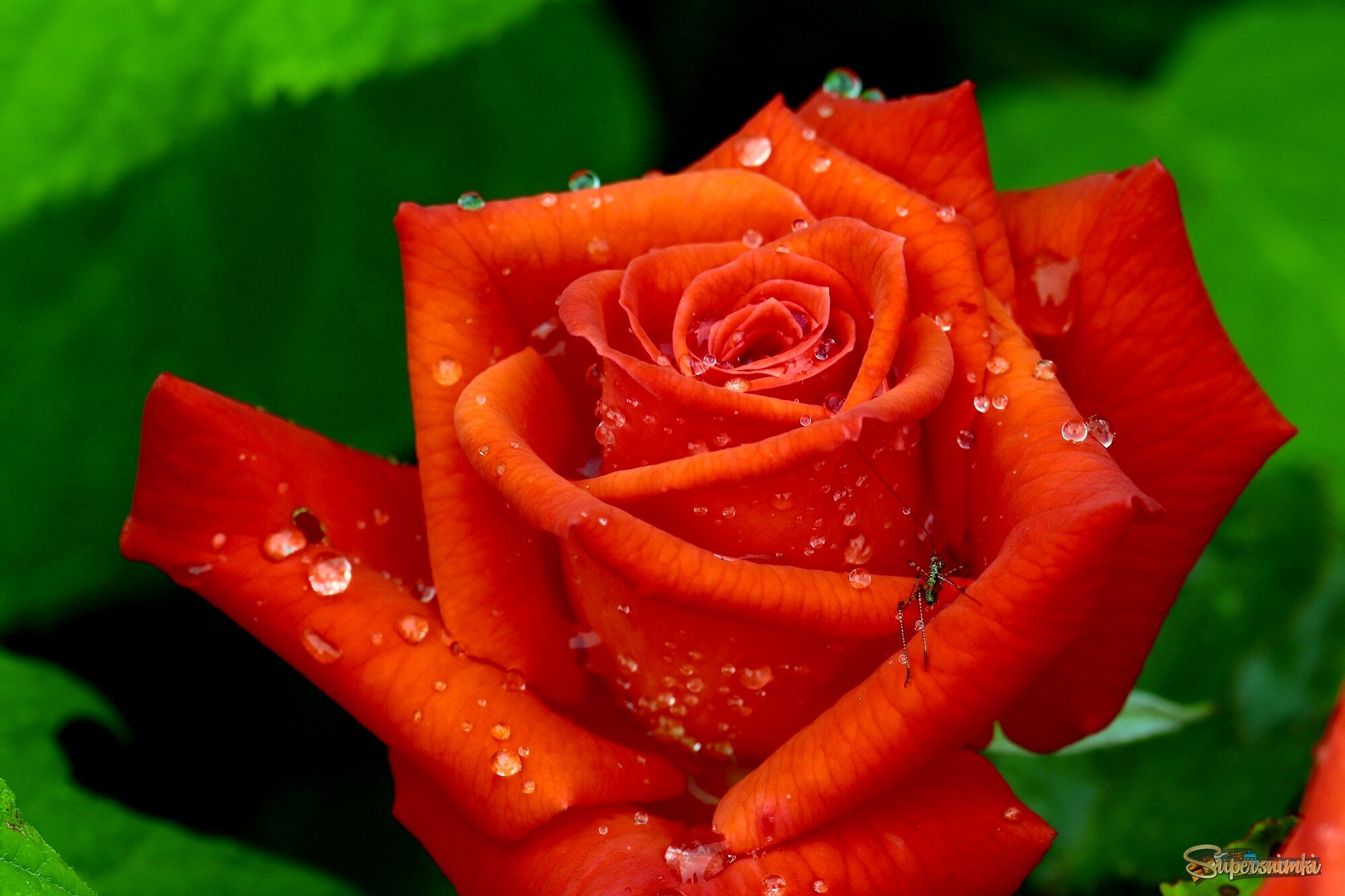 Цветы ушедшего лета