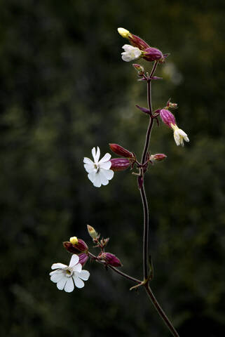 Flora Flowers