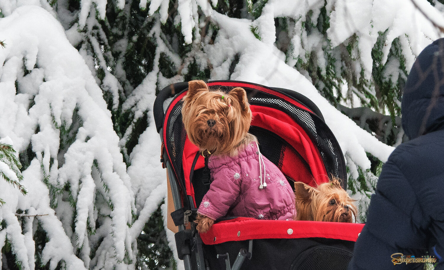 "Тепло ли вам , девицы?"