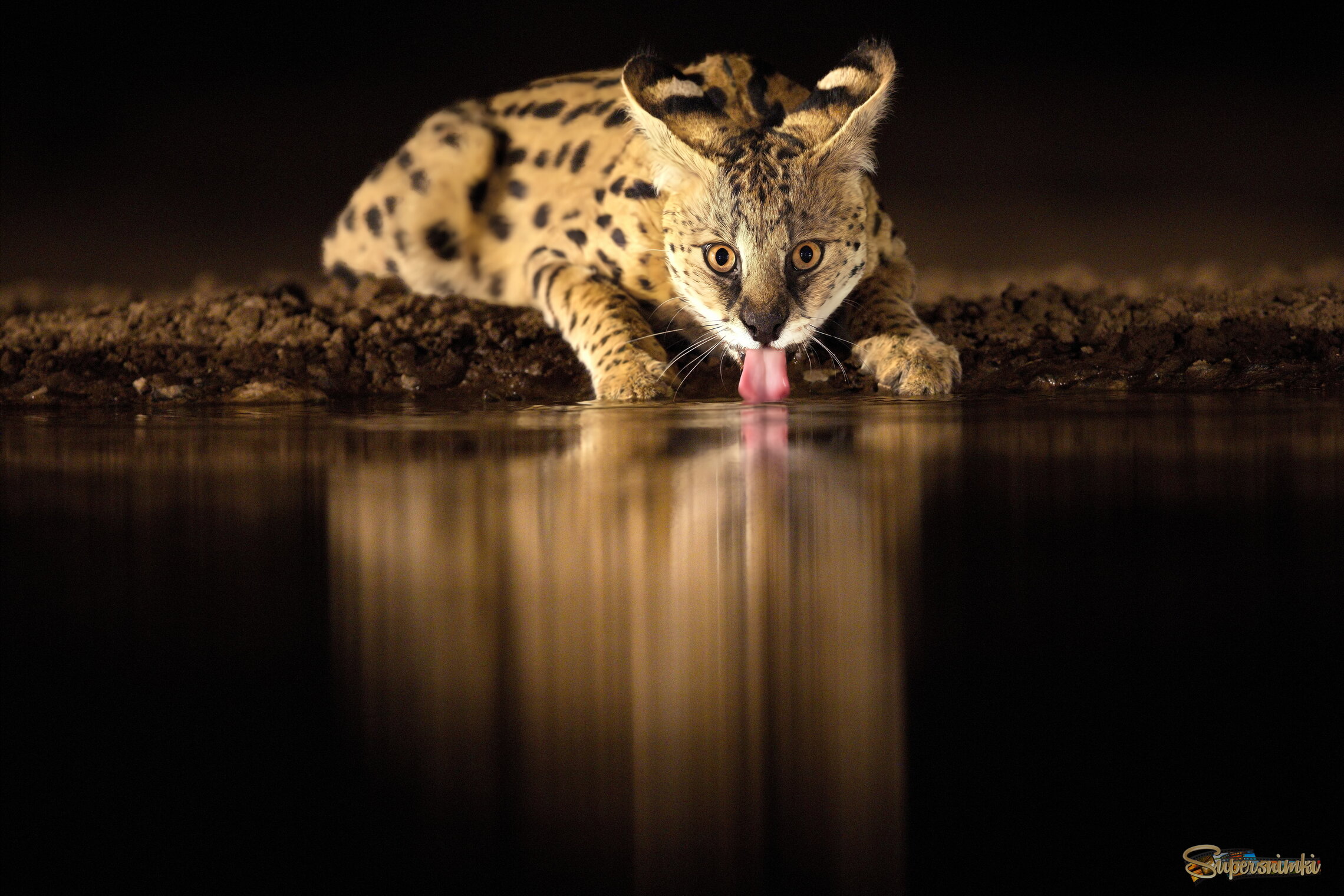 Напивающийся