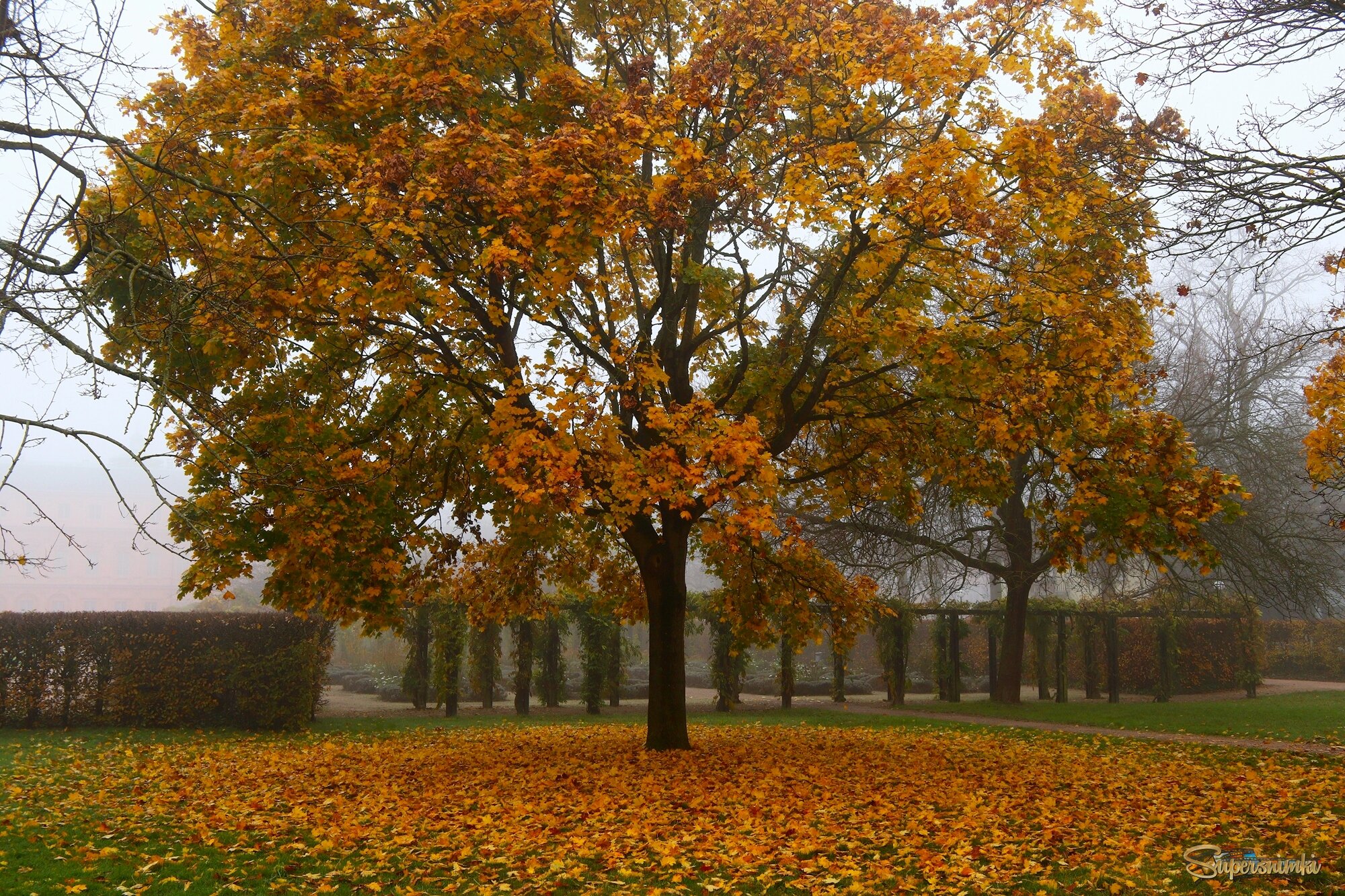 	 Клён туманным утром