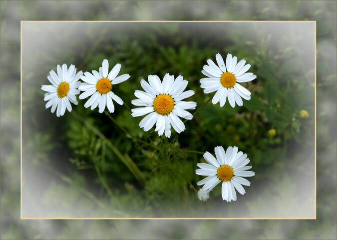 Flora Flowers