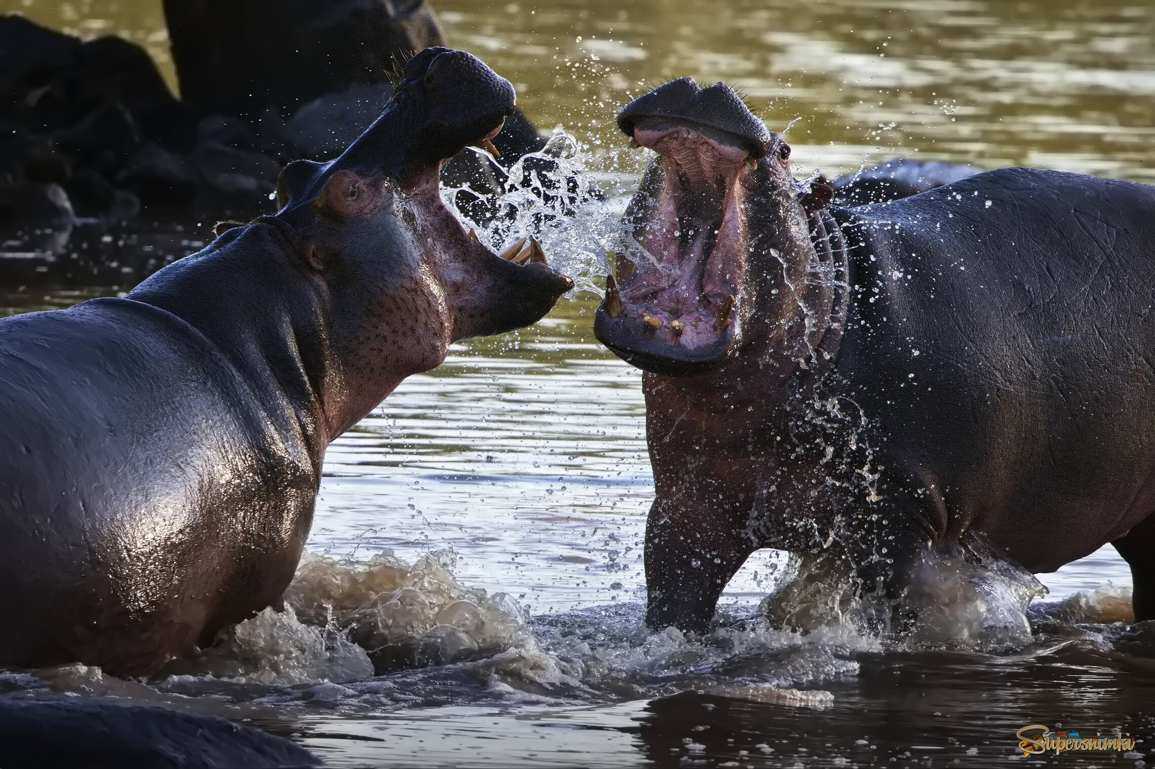 Водный обмен