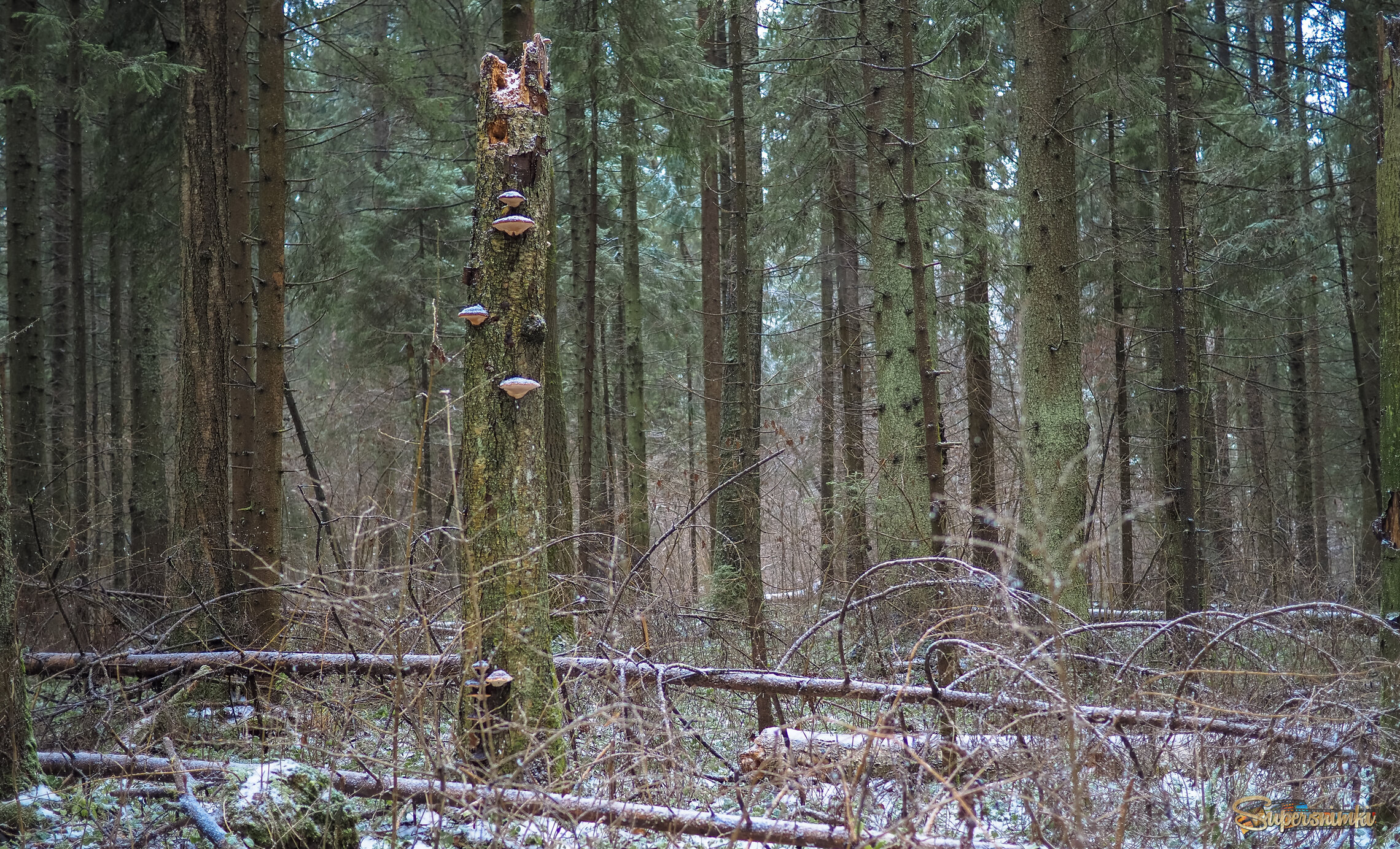 По Лесным Дорохкам