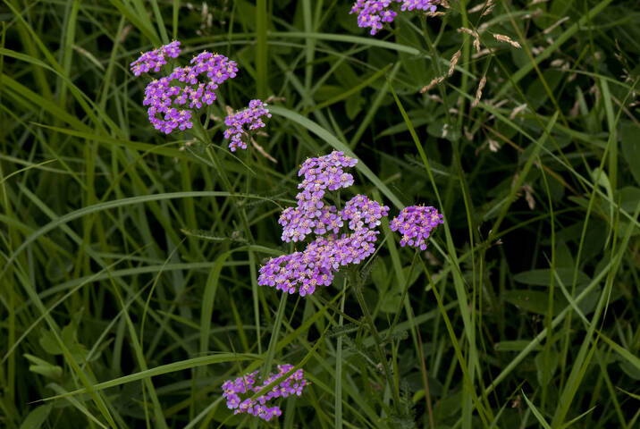 ФИОЛЕТОВОЕ Flora Flowers