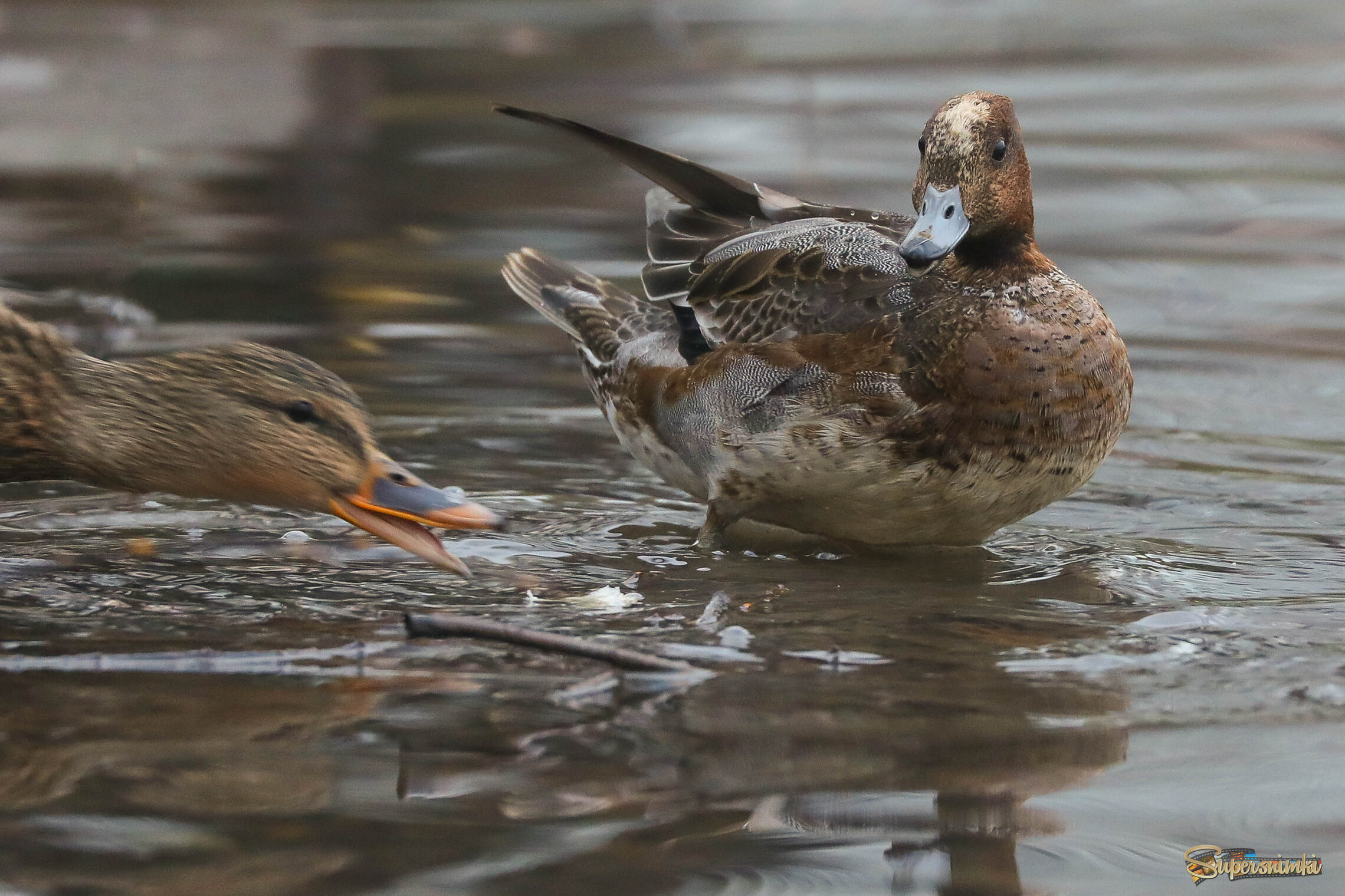 Я просто изумлён такой наглостью!