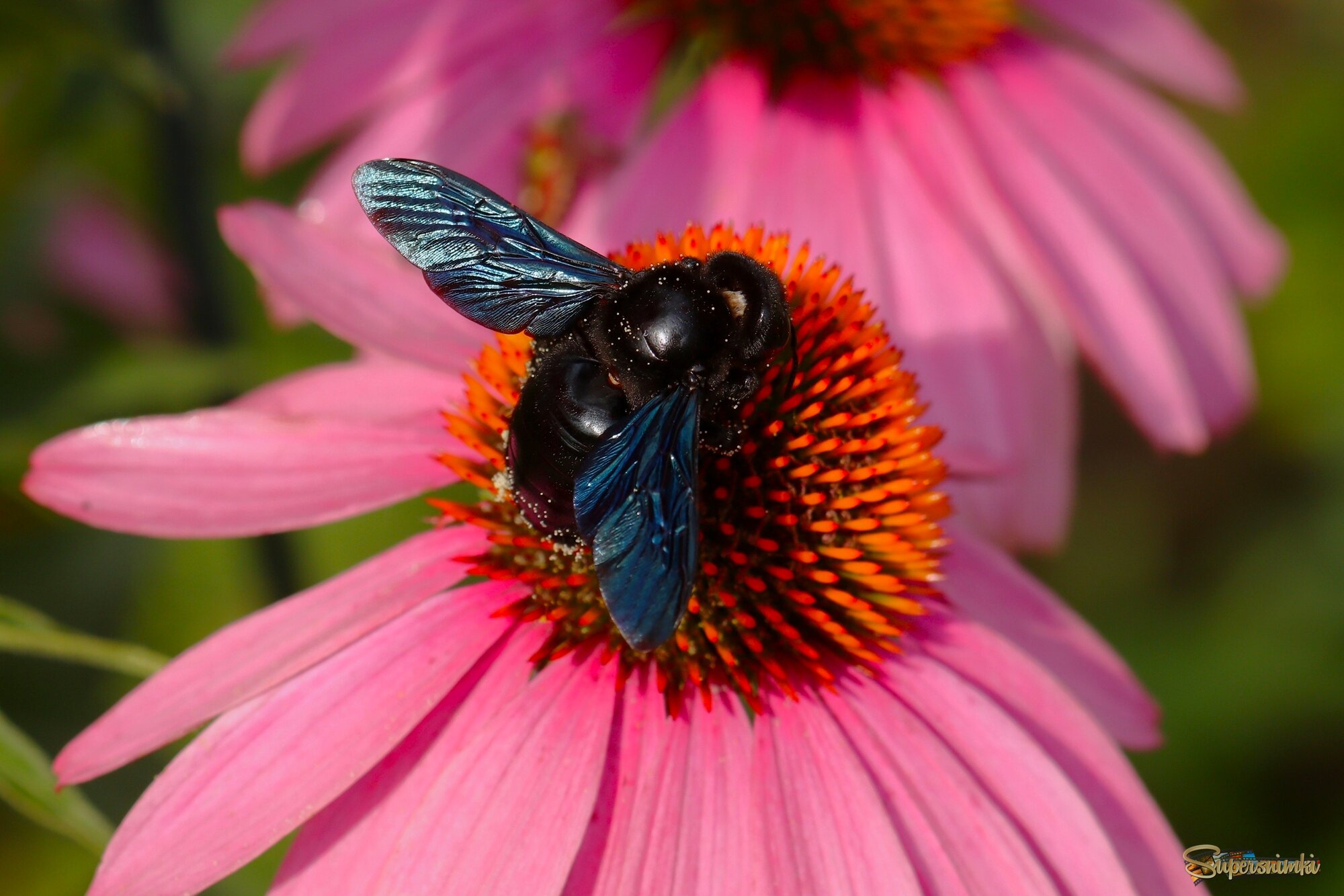 Плотник за работой