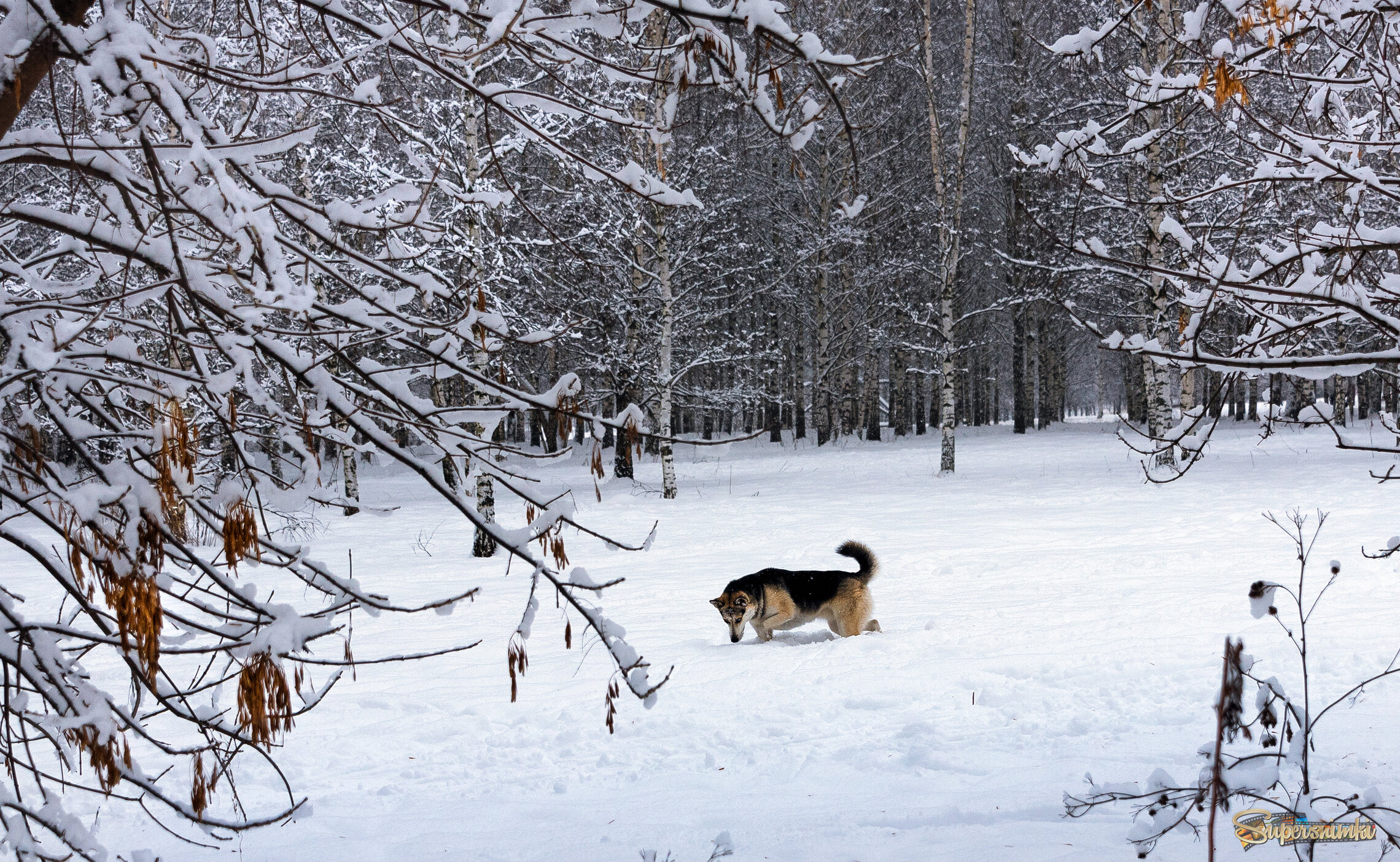 Охота на мышей.