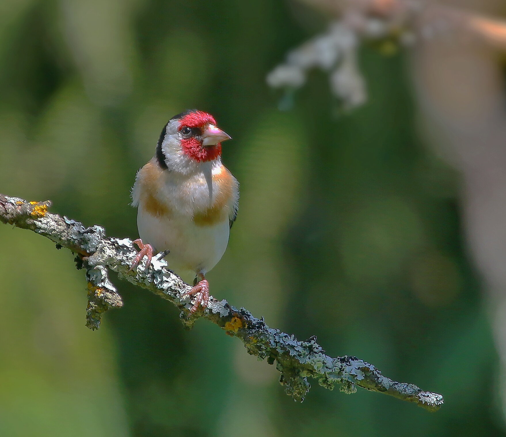 в полдень в лесу
