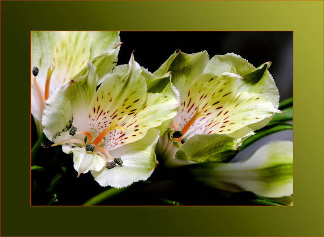 Flora Flowers