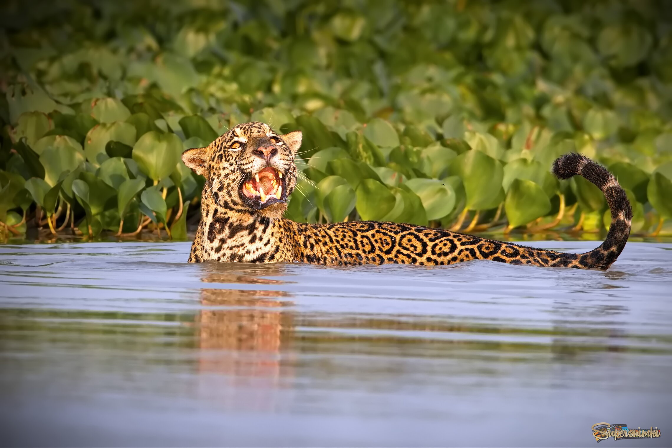 Радуясь солнцу