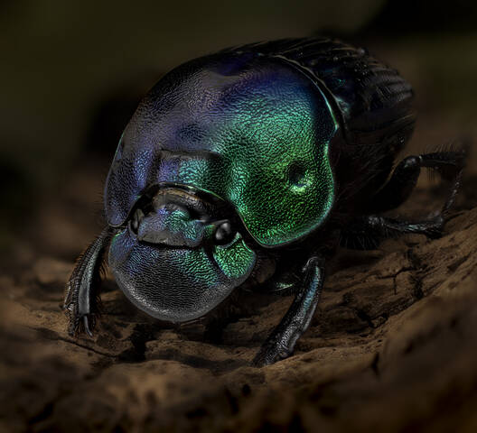 Phanaeus pilatei