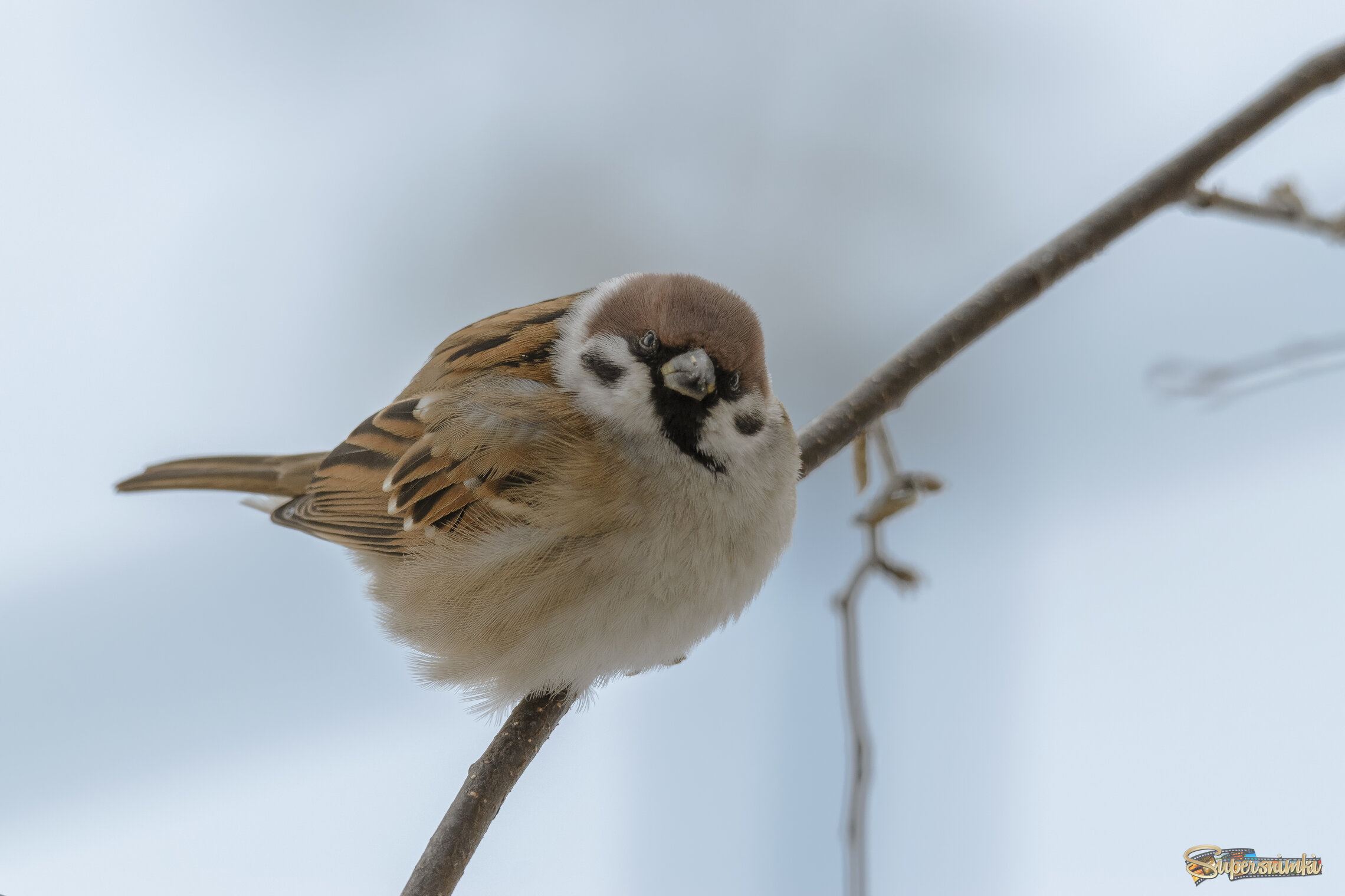 Ну что, фотограф, чем угощать будешь?