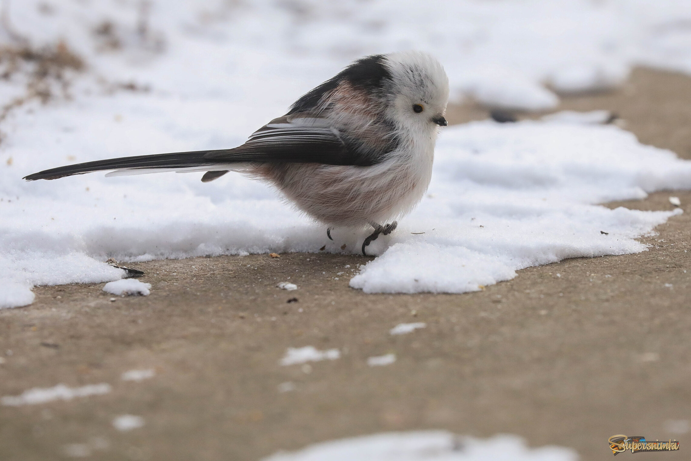 Держусь за снег!