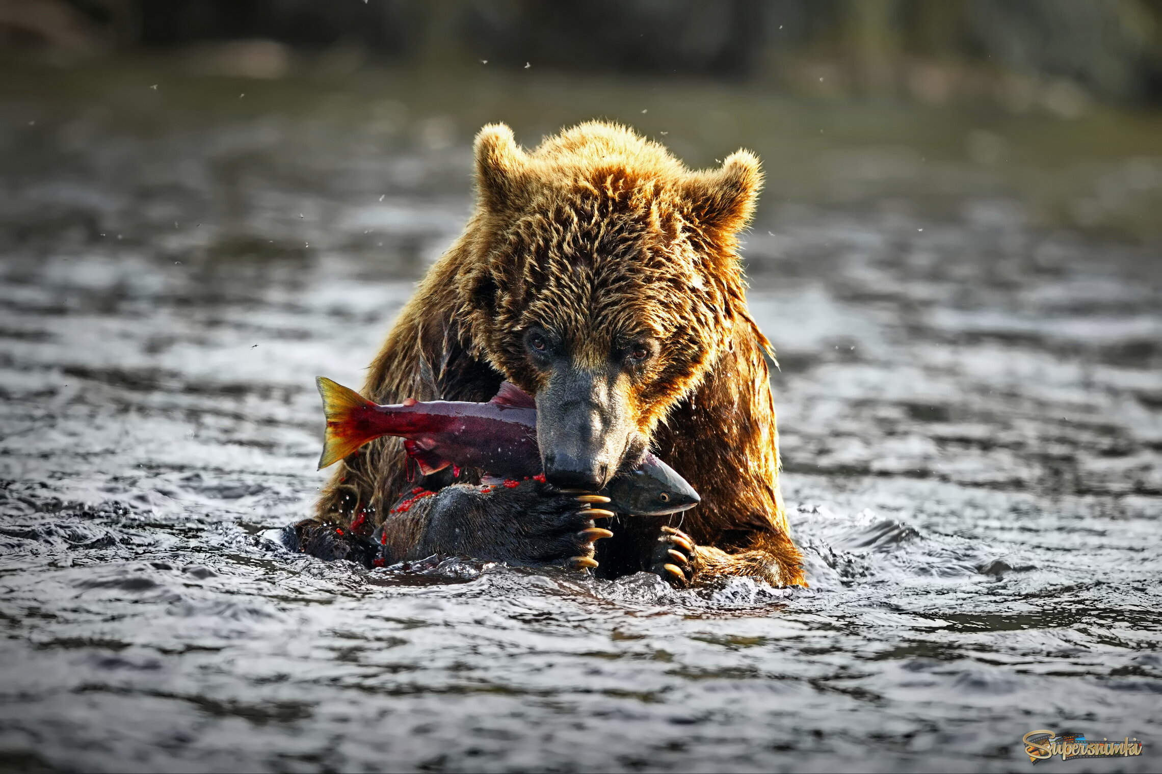 Я тебя никому не отдам)!