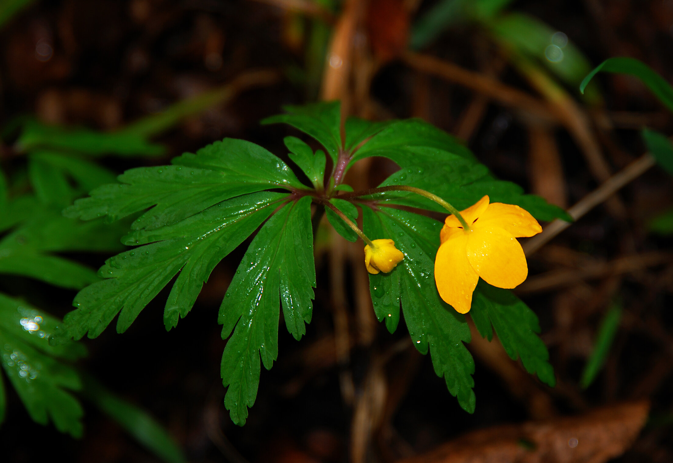 ЖЁЛТОЕ Flora Flowers