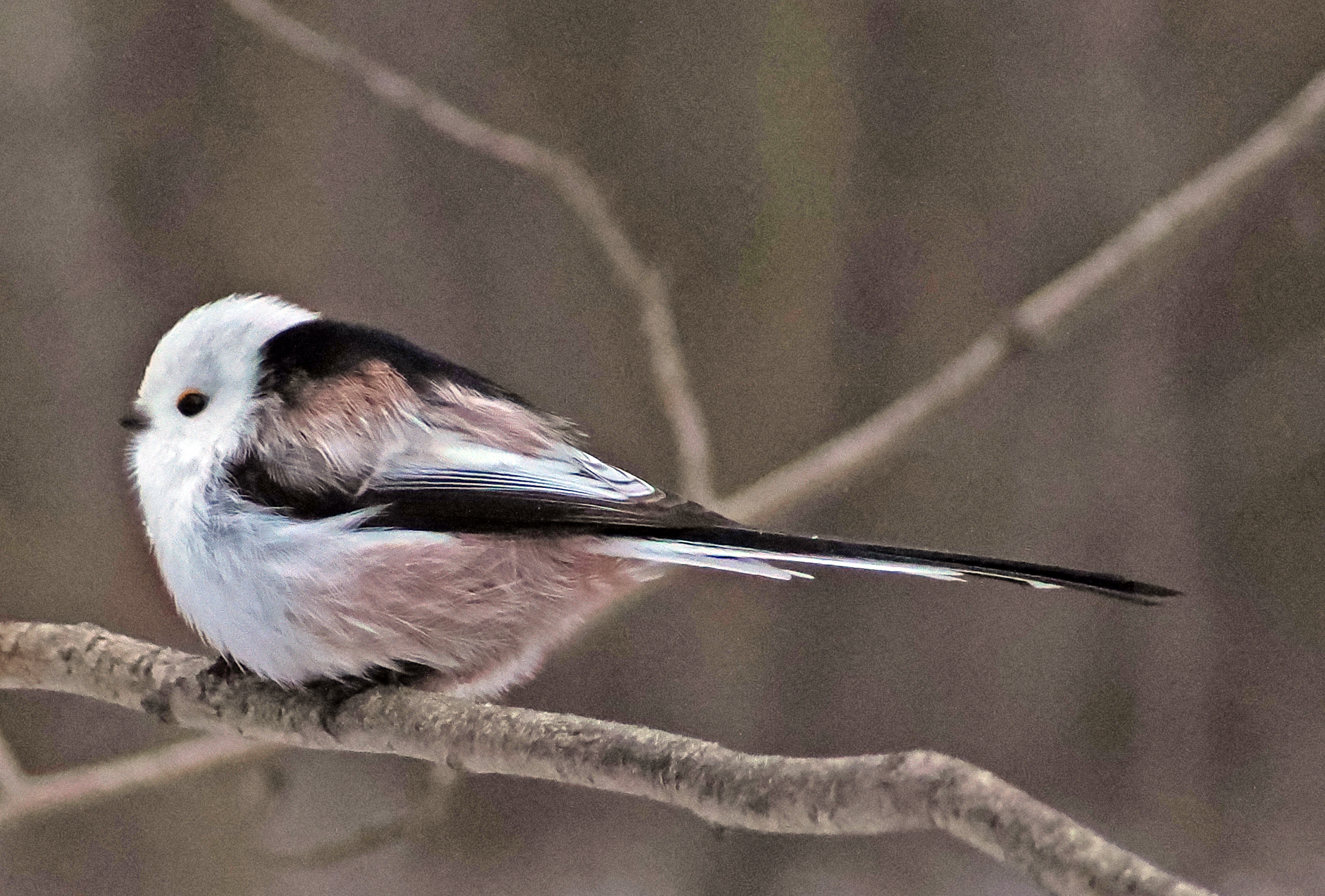 Длиннохвостая синица ( ополовник).