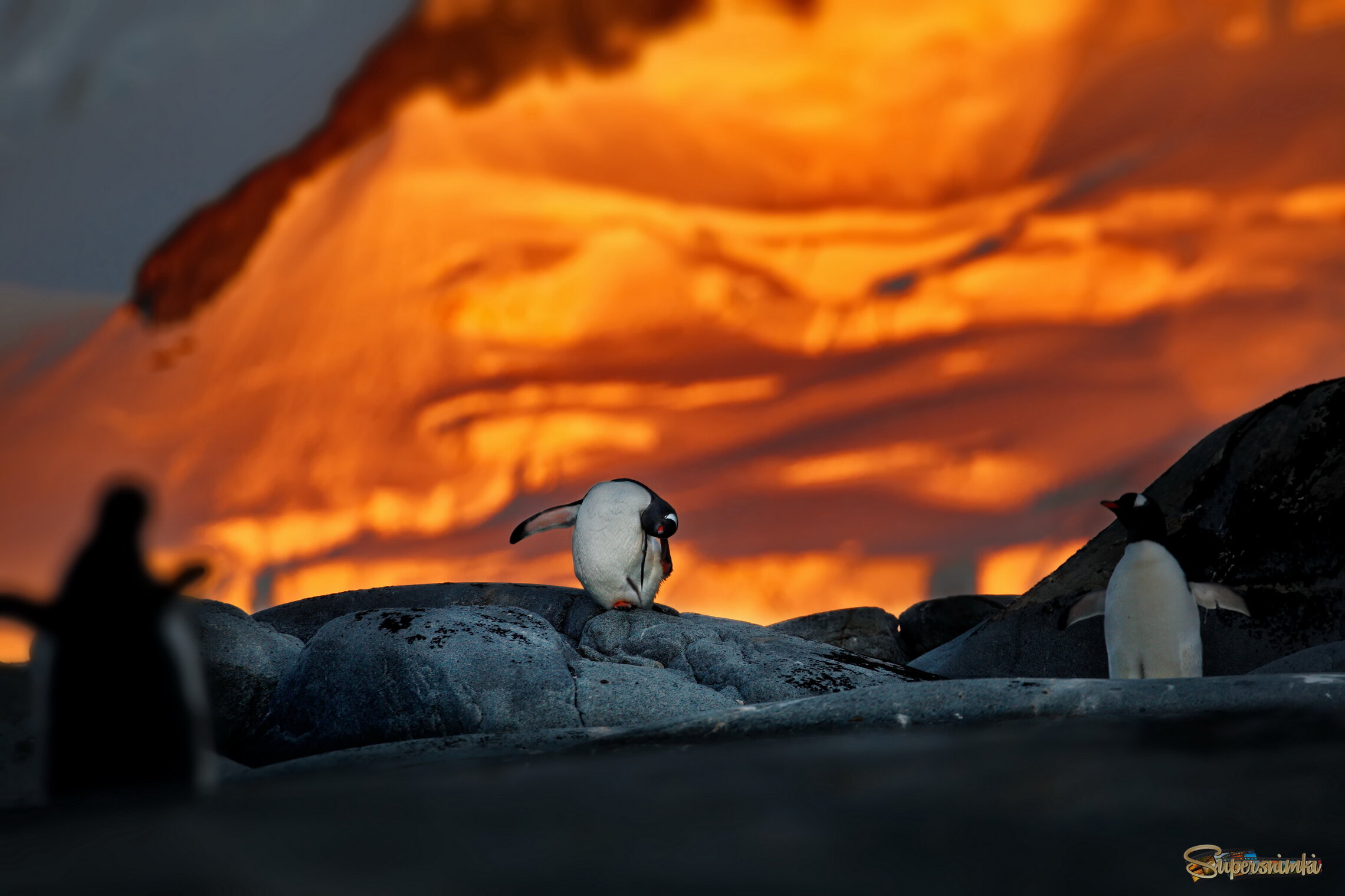 Новый Мессия