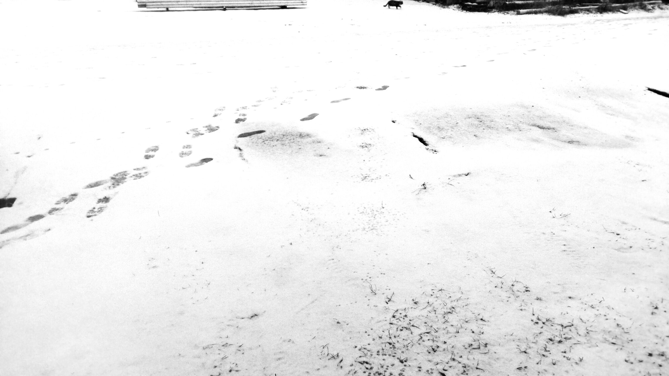 прогулки серого кота