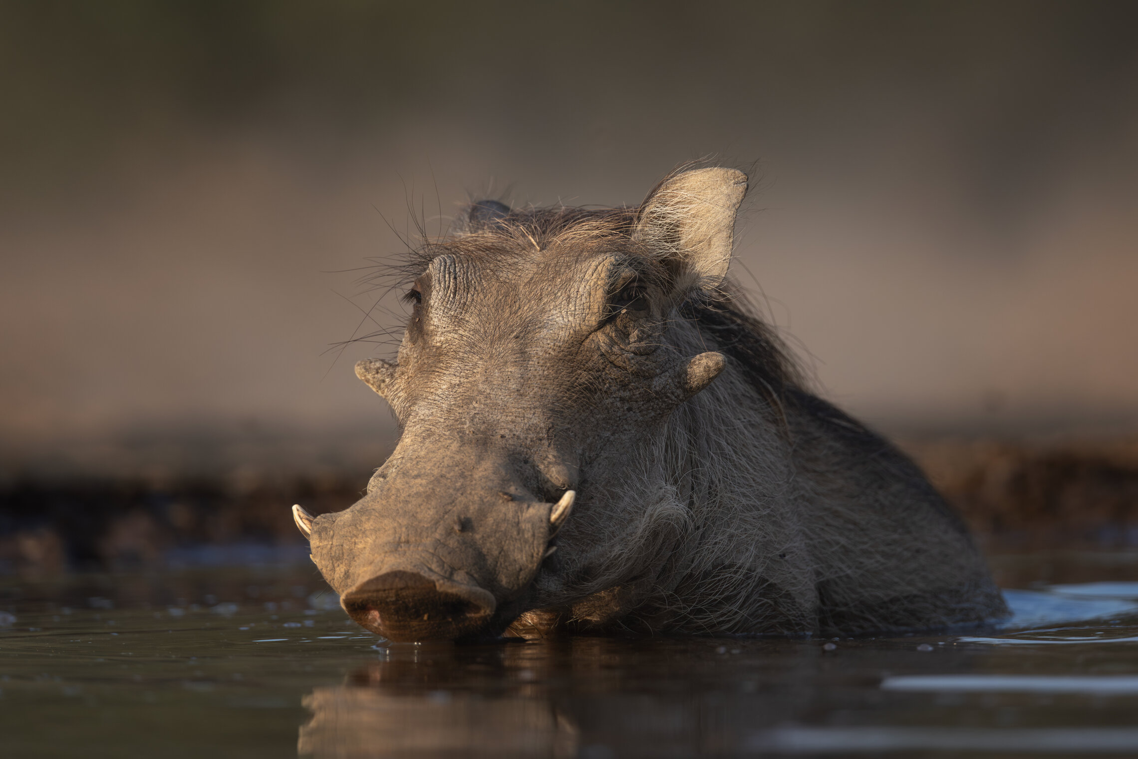 Обыкновенное свинство