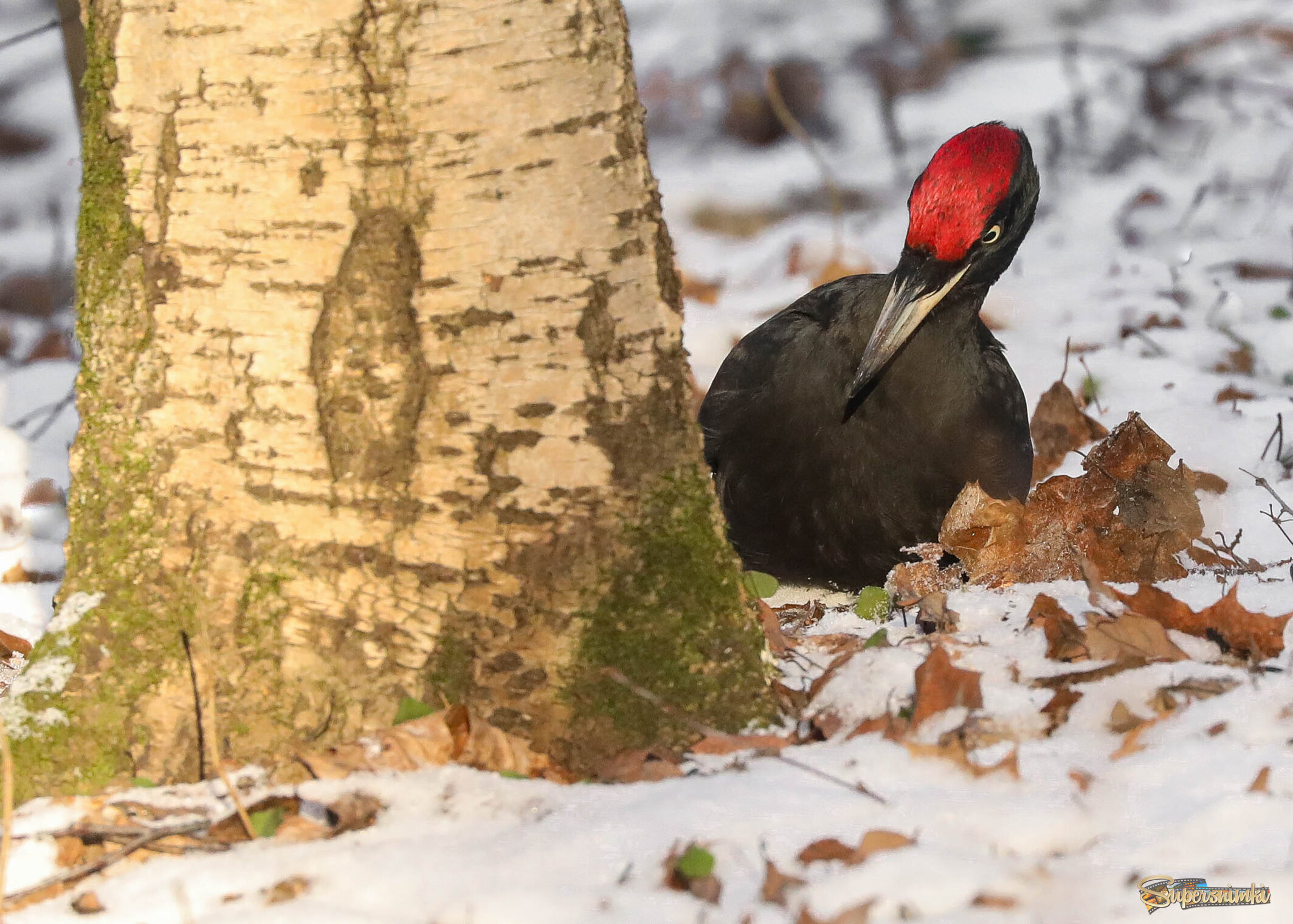Кто же там прячется?