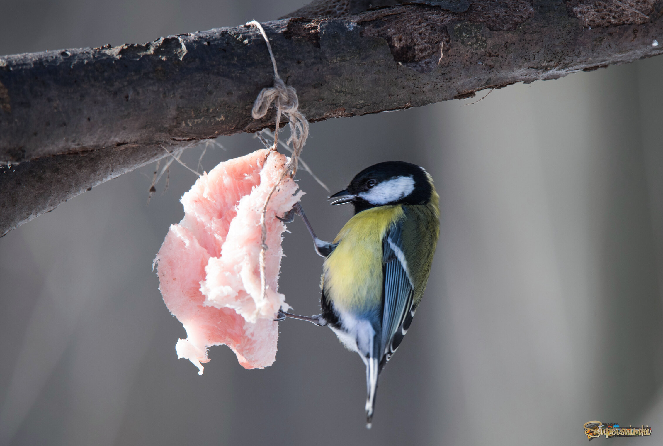 69524a19fbf2c01333011ca6