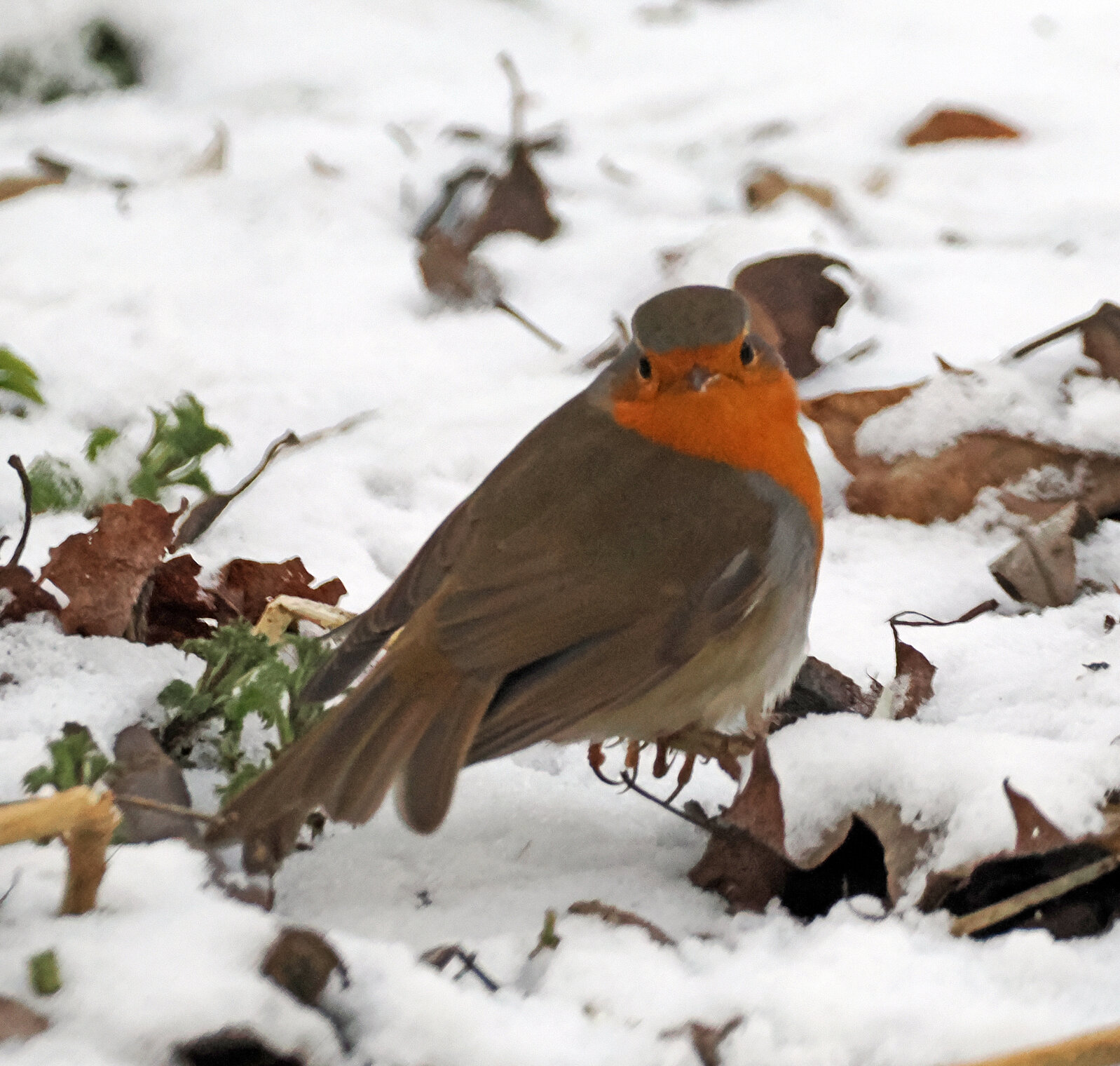 Зимующая зарянка.