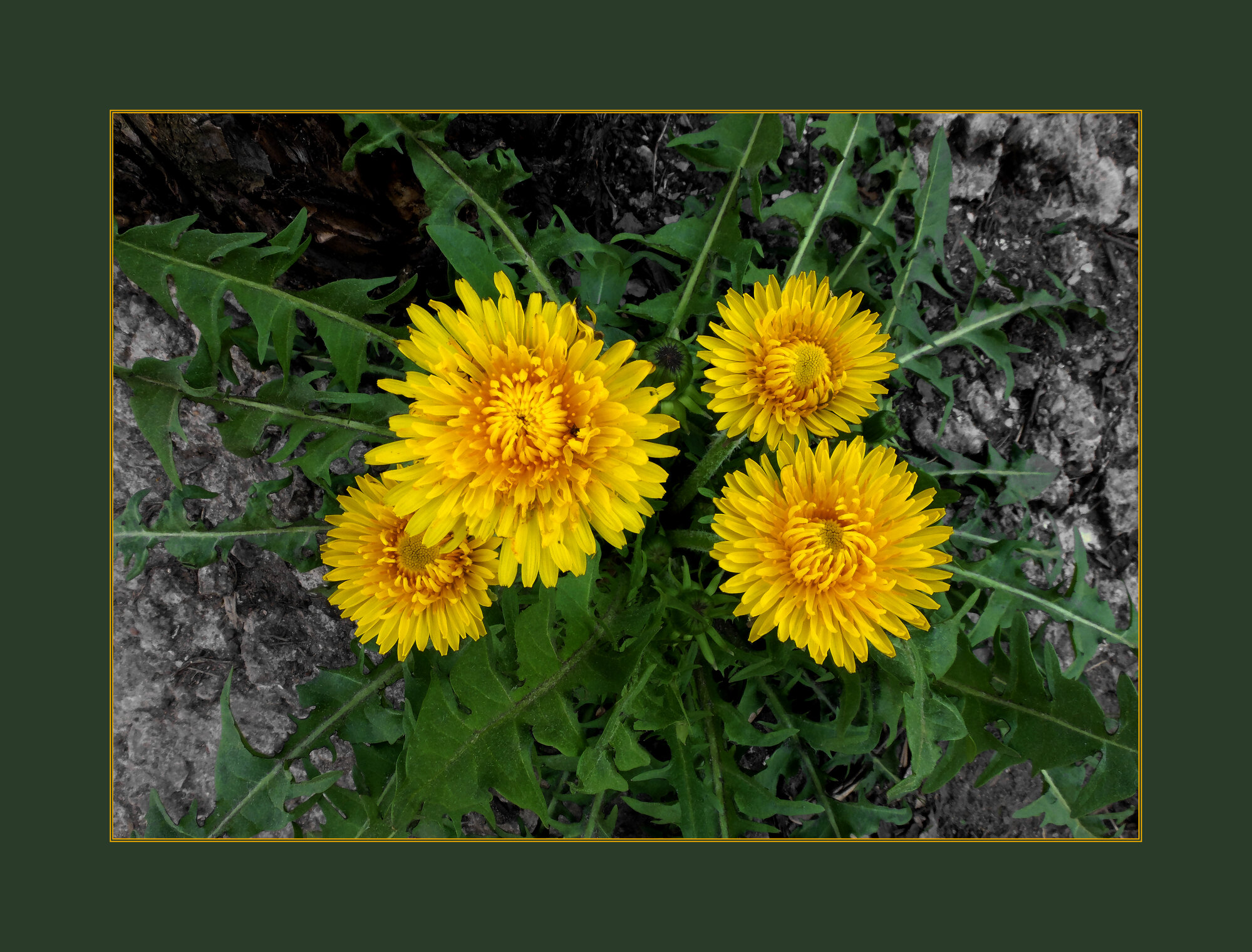 ЖЁЛТОЕ Flora Flowers