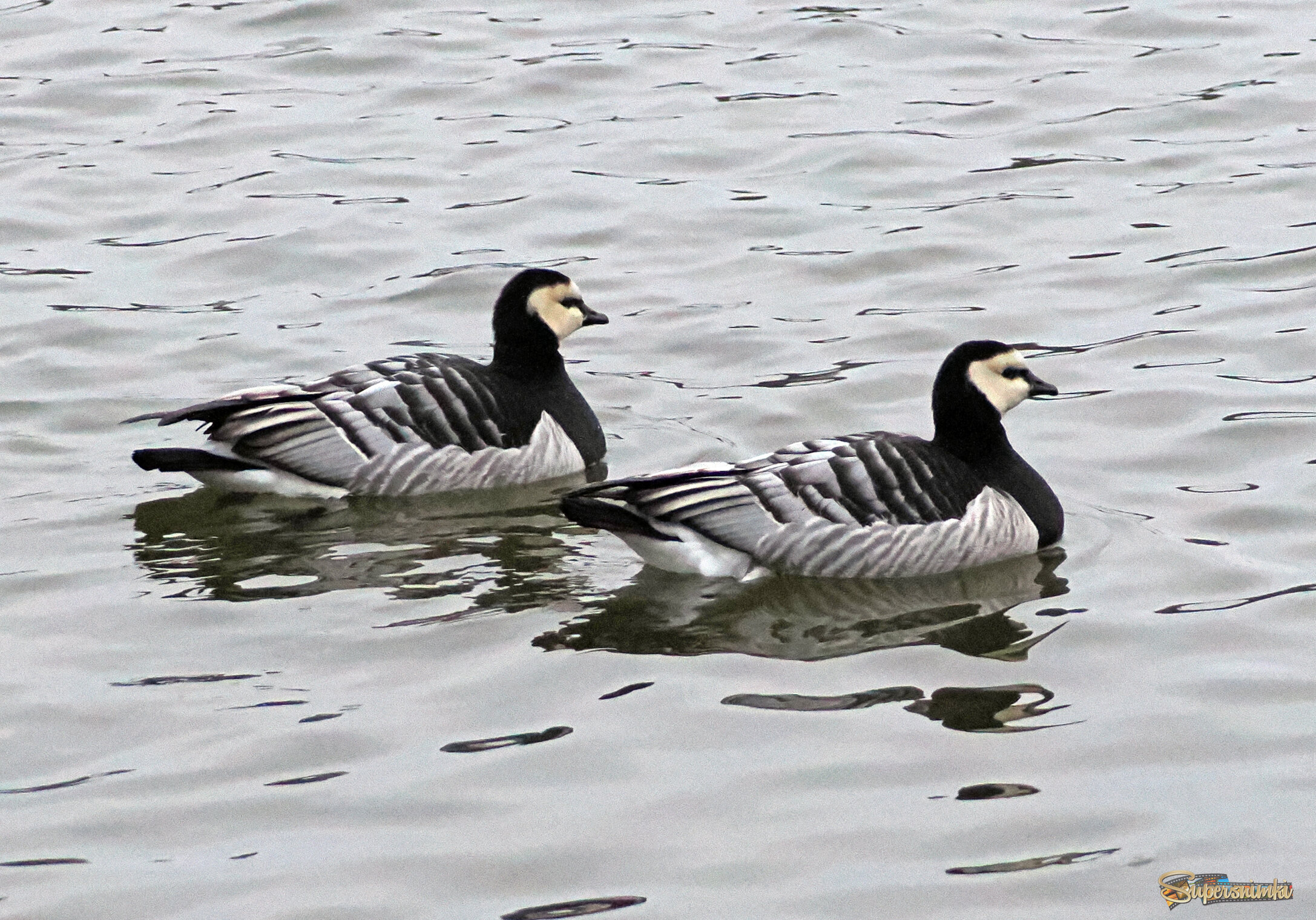 Белощёкие казарки.
