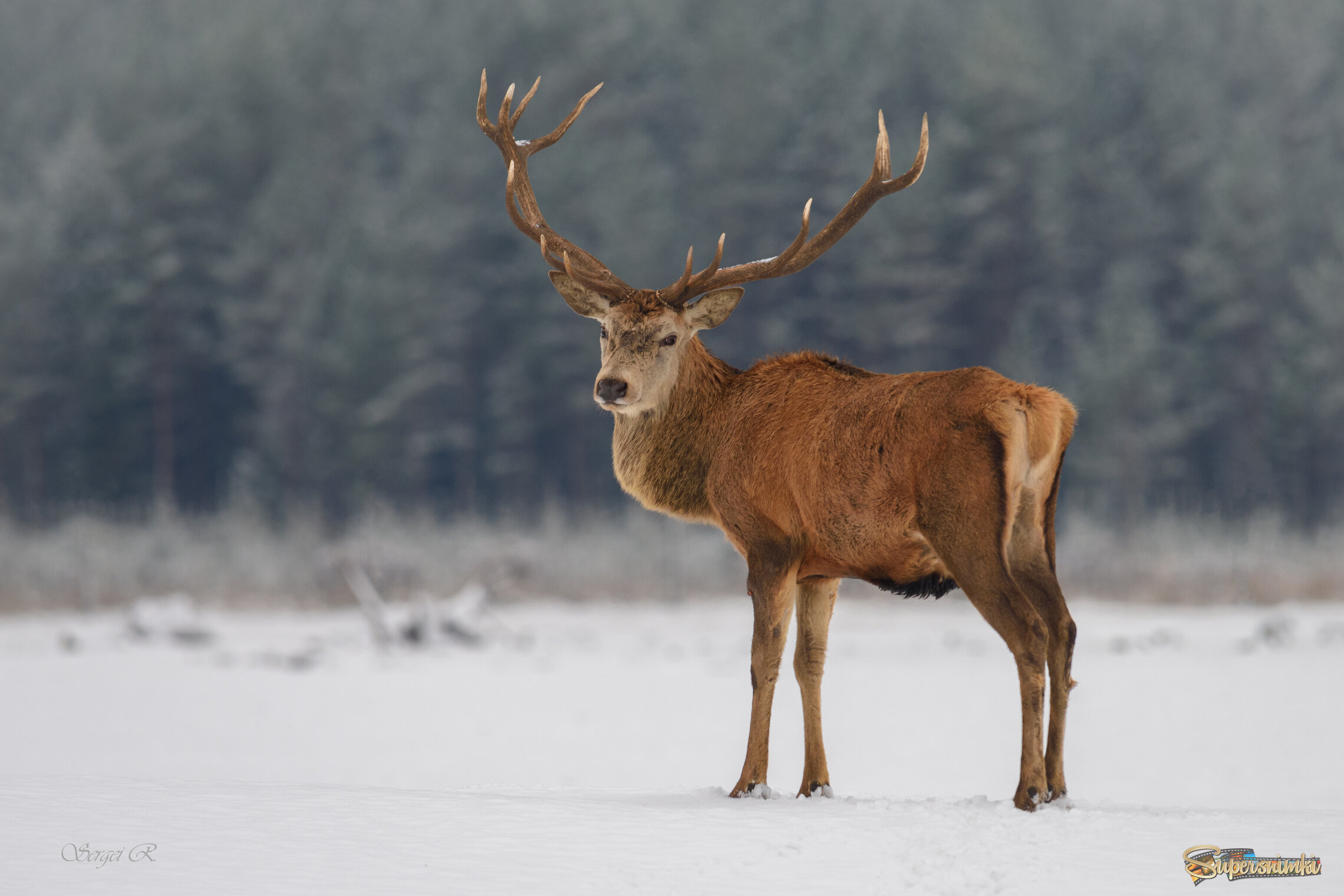 Умчи меня олень...