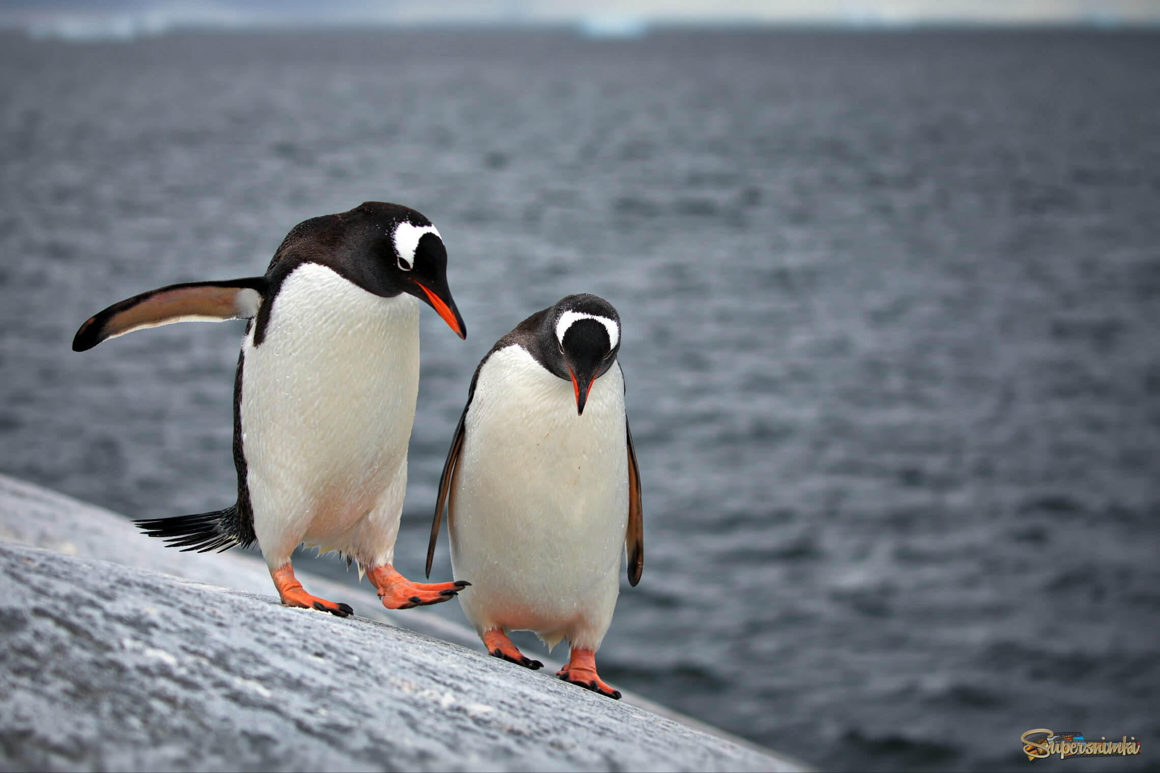 Понимаешь ли, с точки зрения банальной эрудиции каждый локальный индивидуум, метавизируя абстракцию, не должен пренебрегать критериями утопического субъективизма!