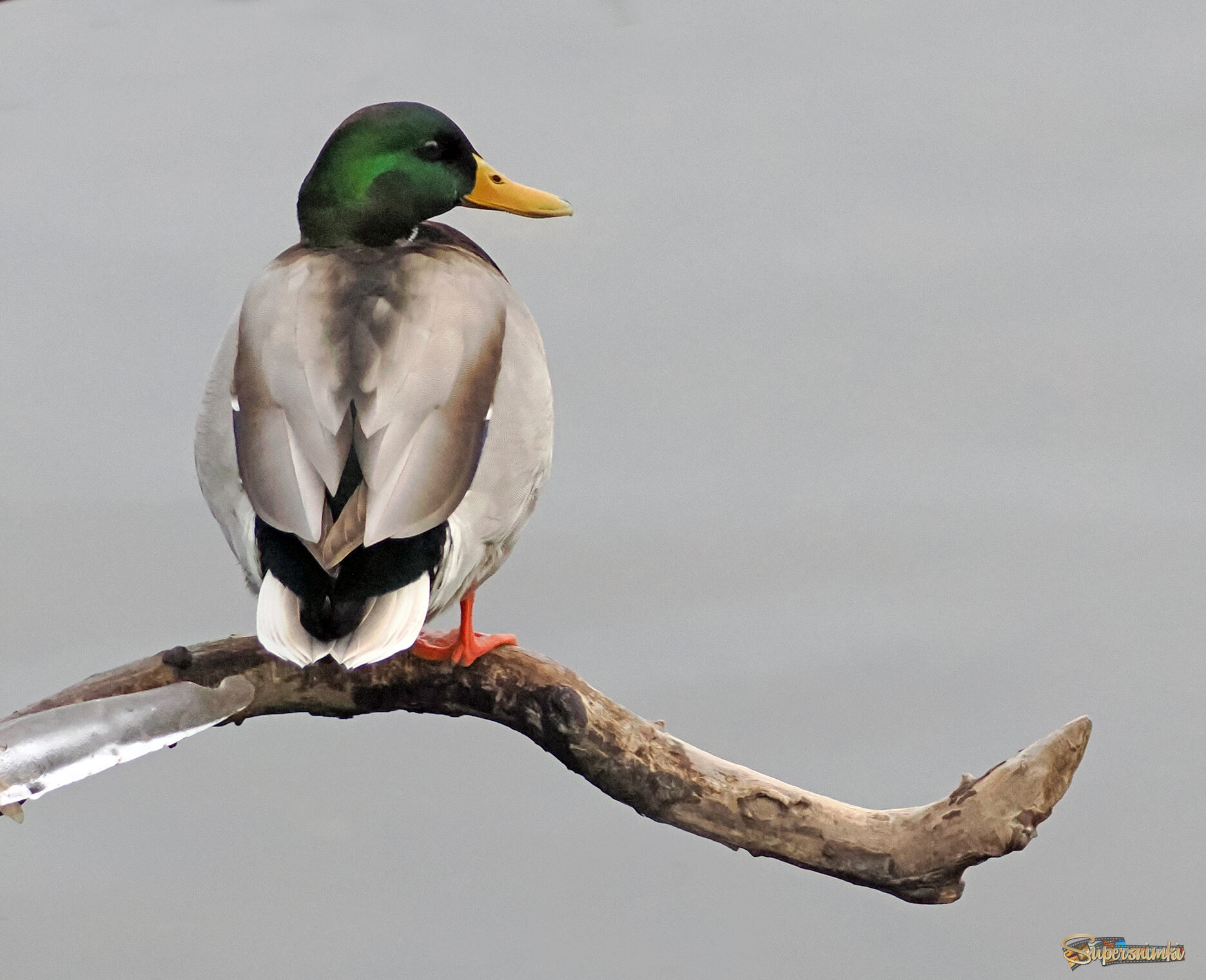 Нетипичная поза.