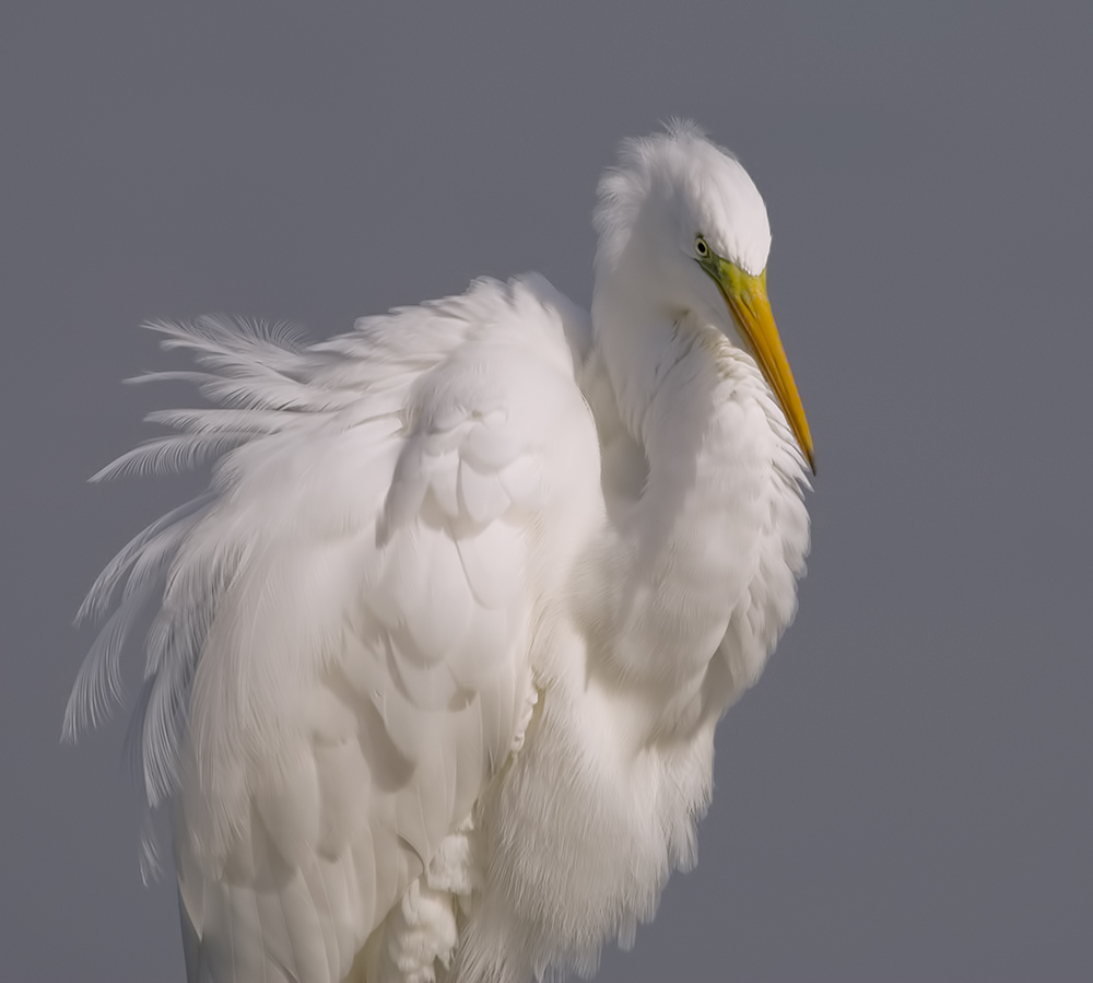  С Новым Годом! Большая белая цапля - Great Egret