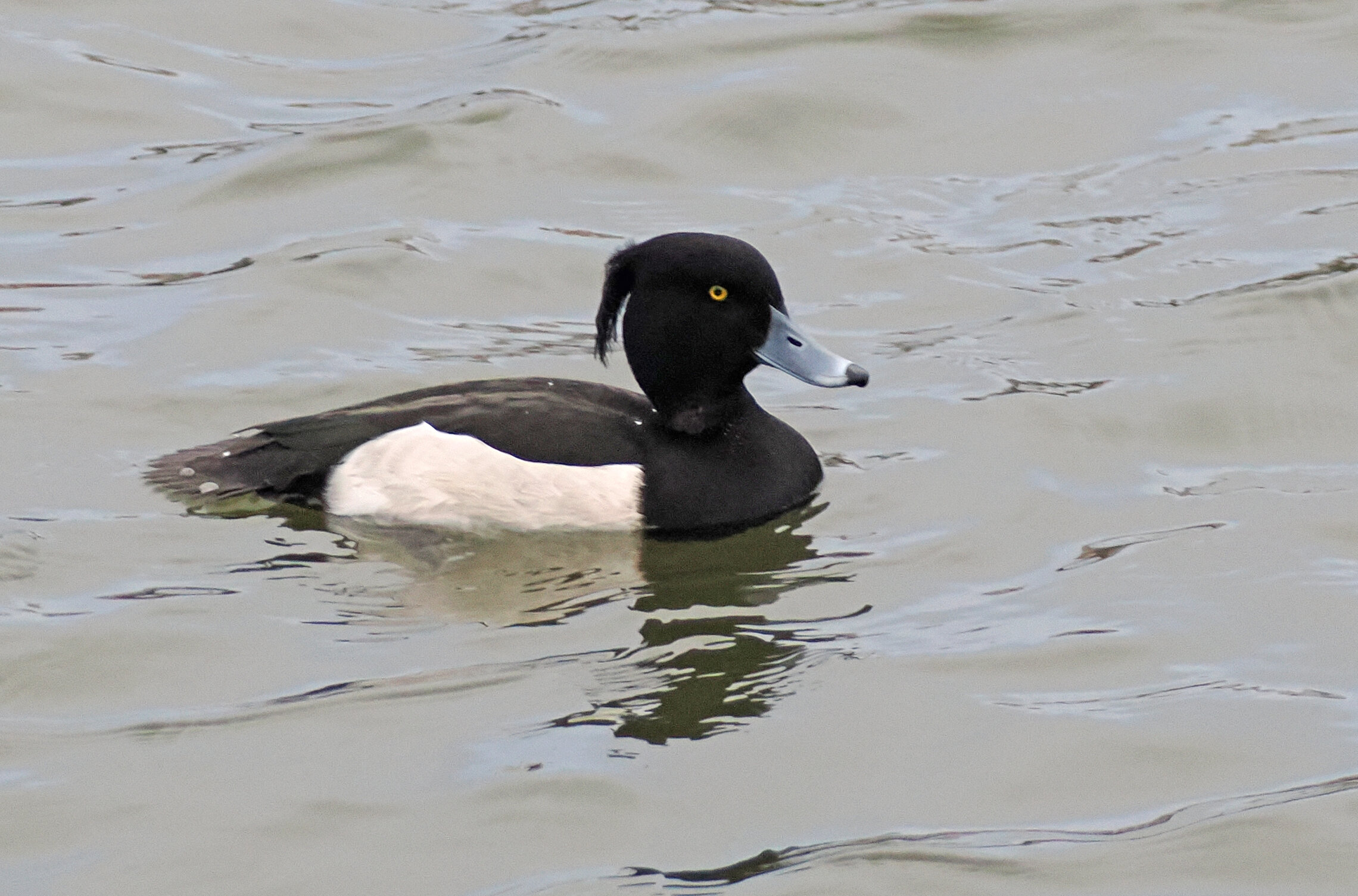 Хохлатая чернеть, самец и две самки.