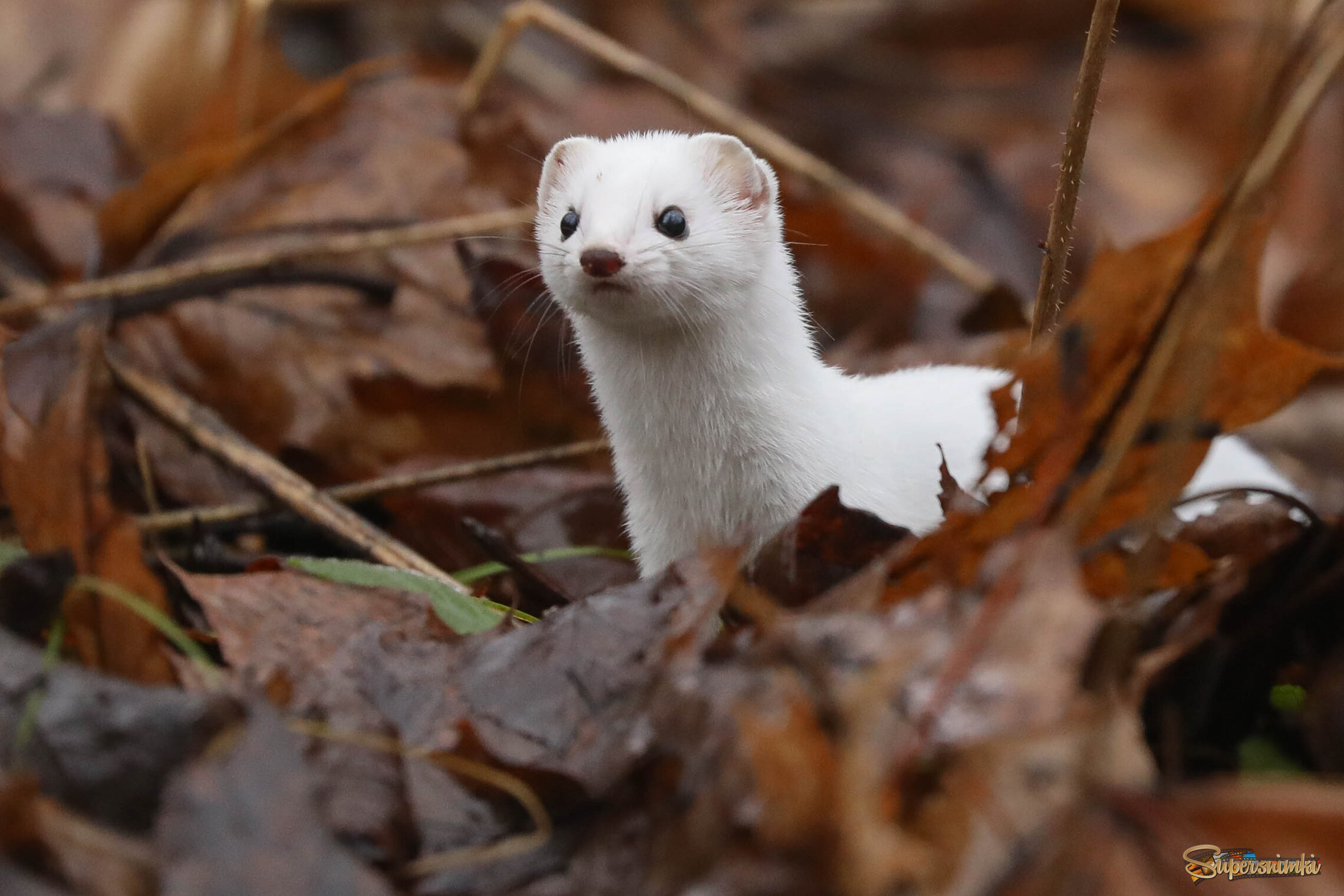 А где же снег?