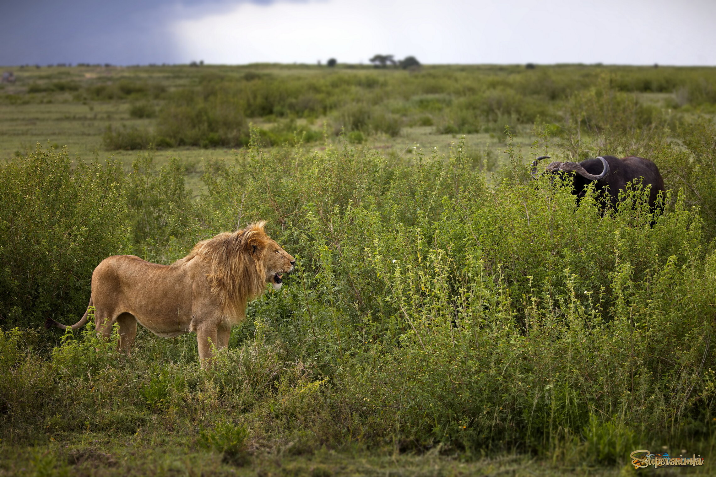 Взаимоизучение
