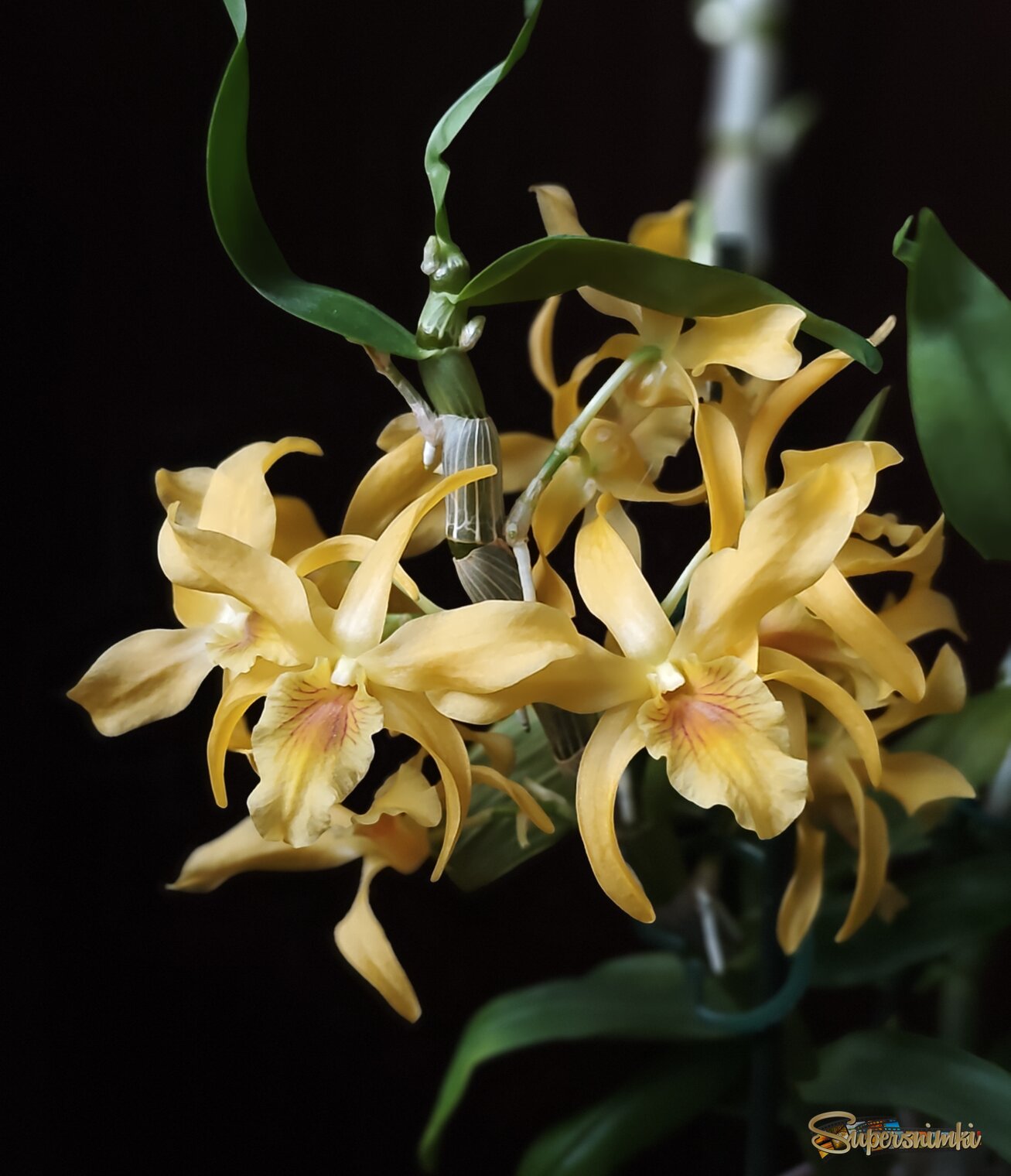 Дендробиум