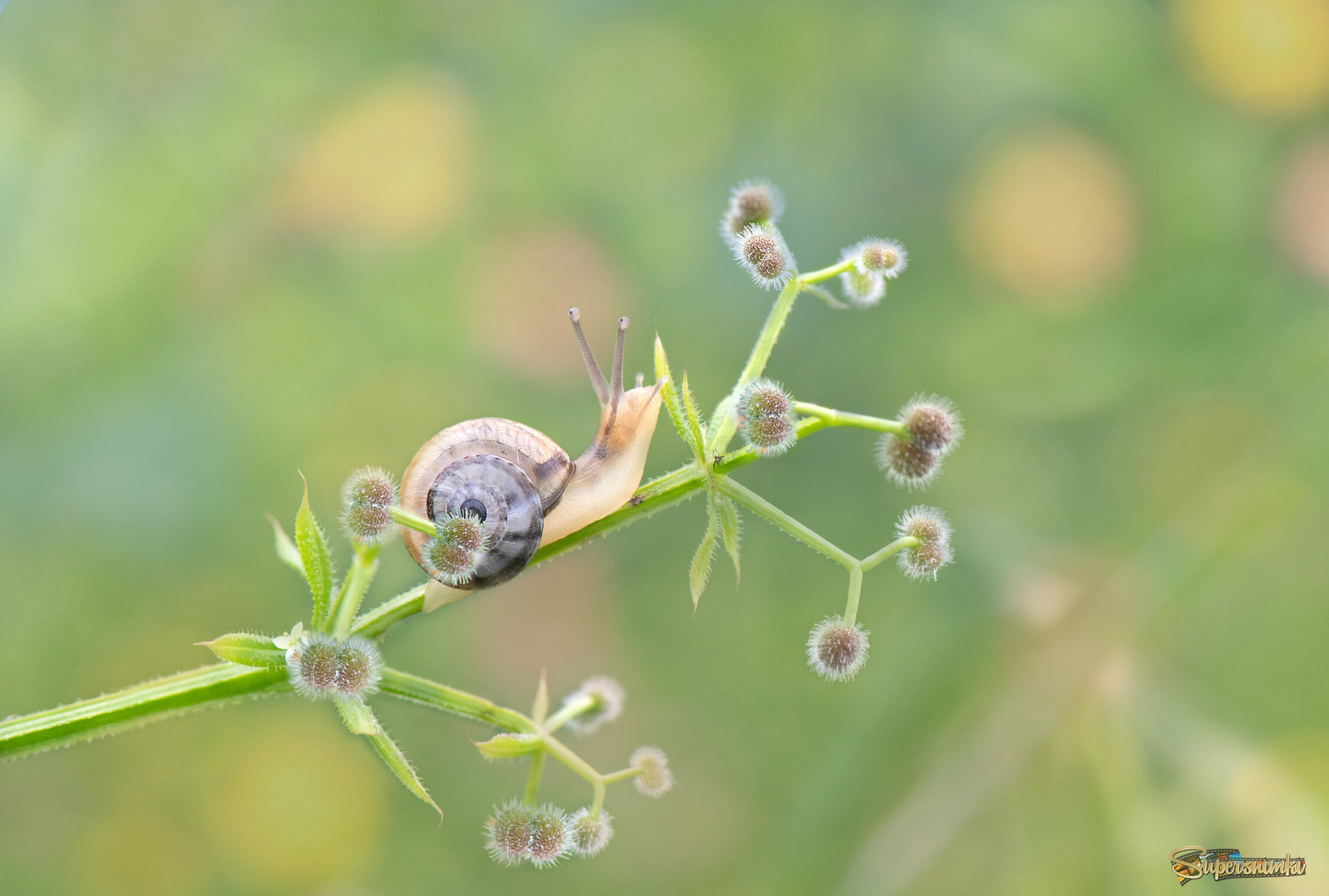 *Одна маленькая жизнь...