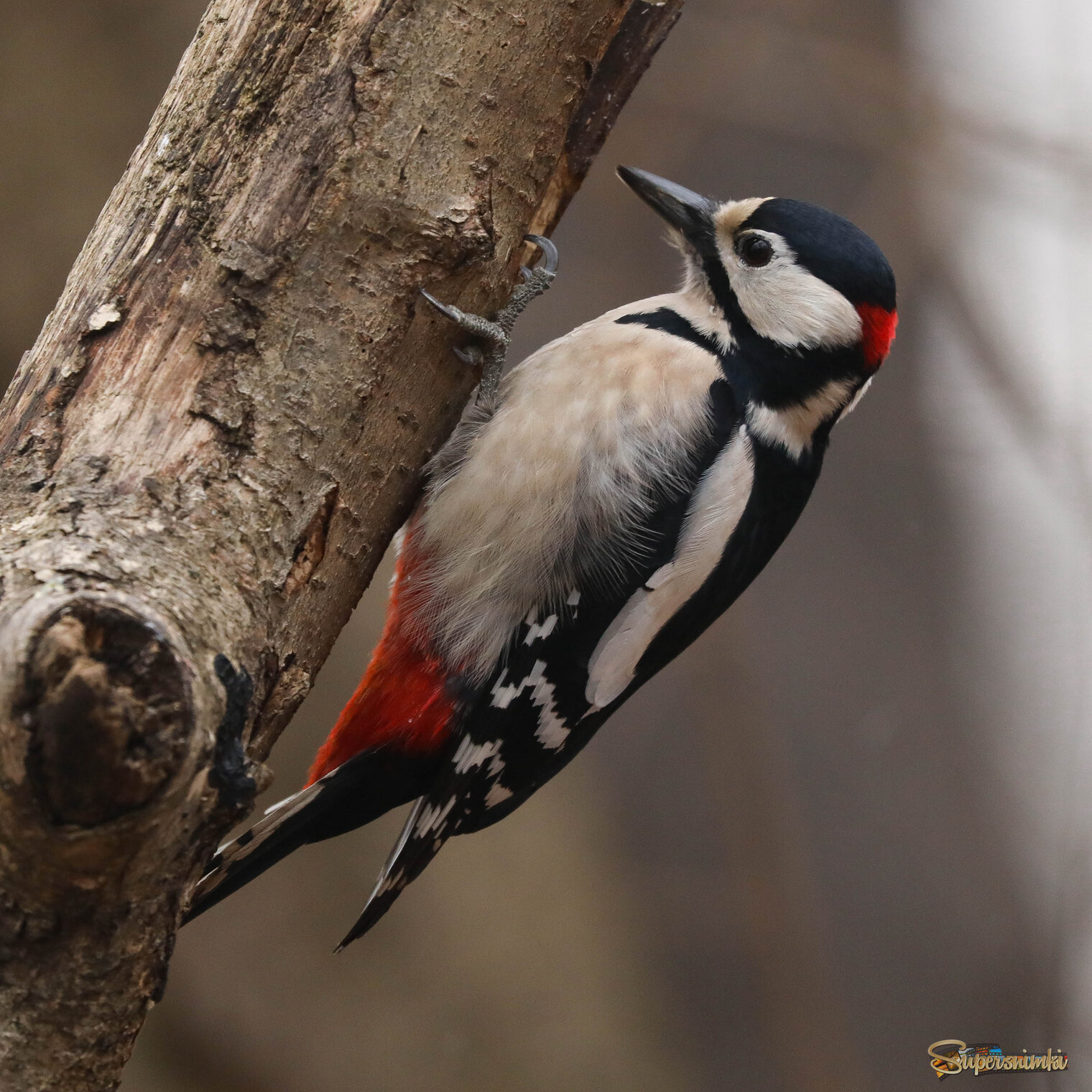 Хитренький