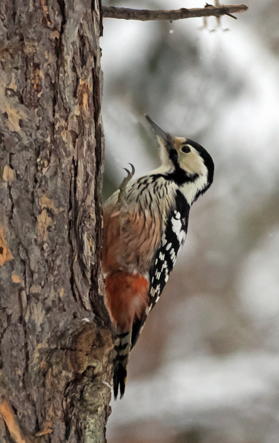 Белоспинный дятел.