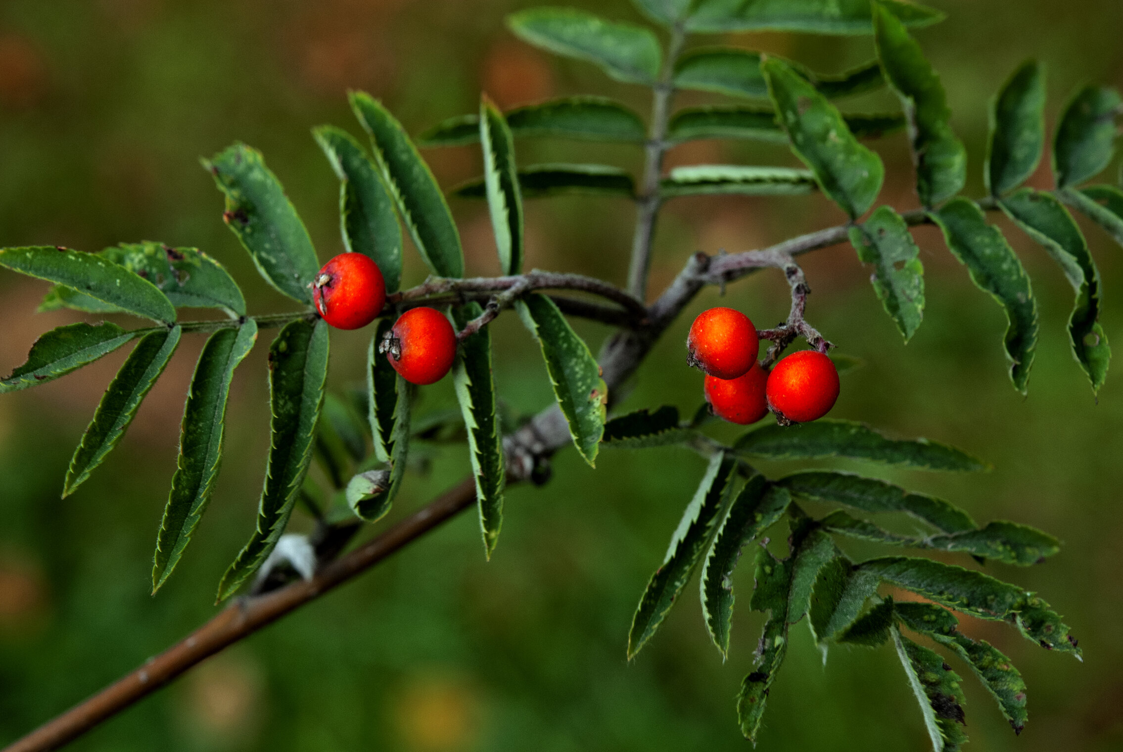 КРАСНОЕ Flora