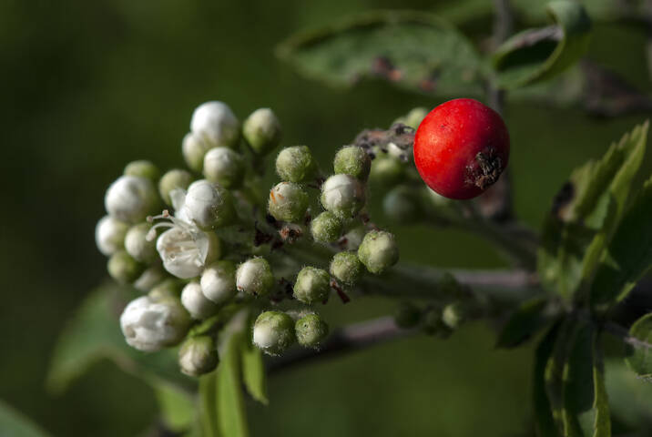 КРАСНОЕ Flora