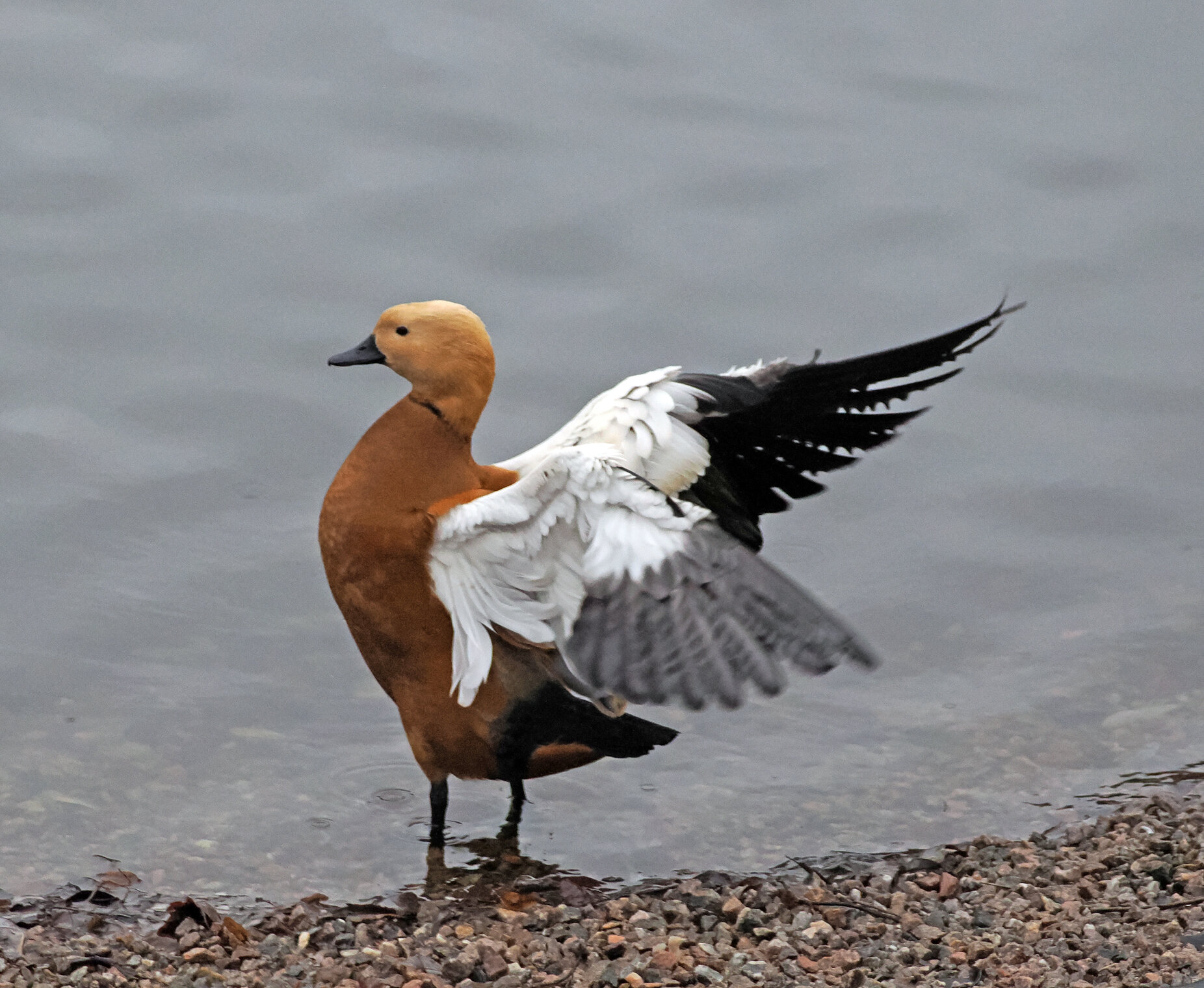 Утка-огарь разминает крылышки.