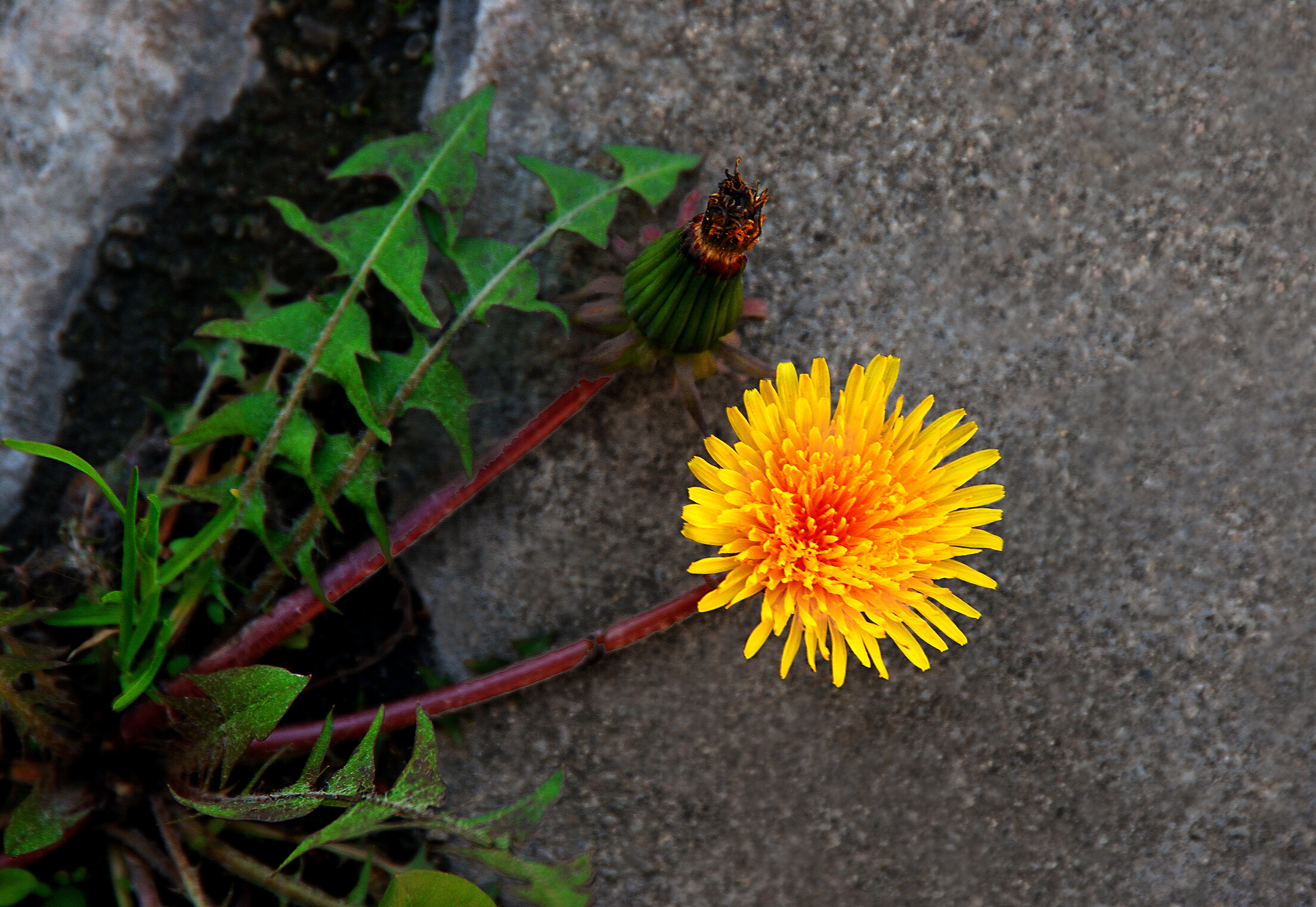 ЖЁЛТОЕ Flora Flowers