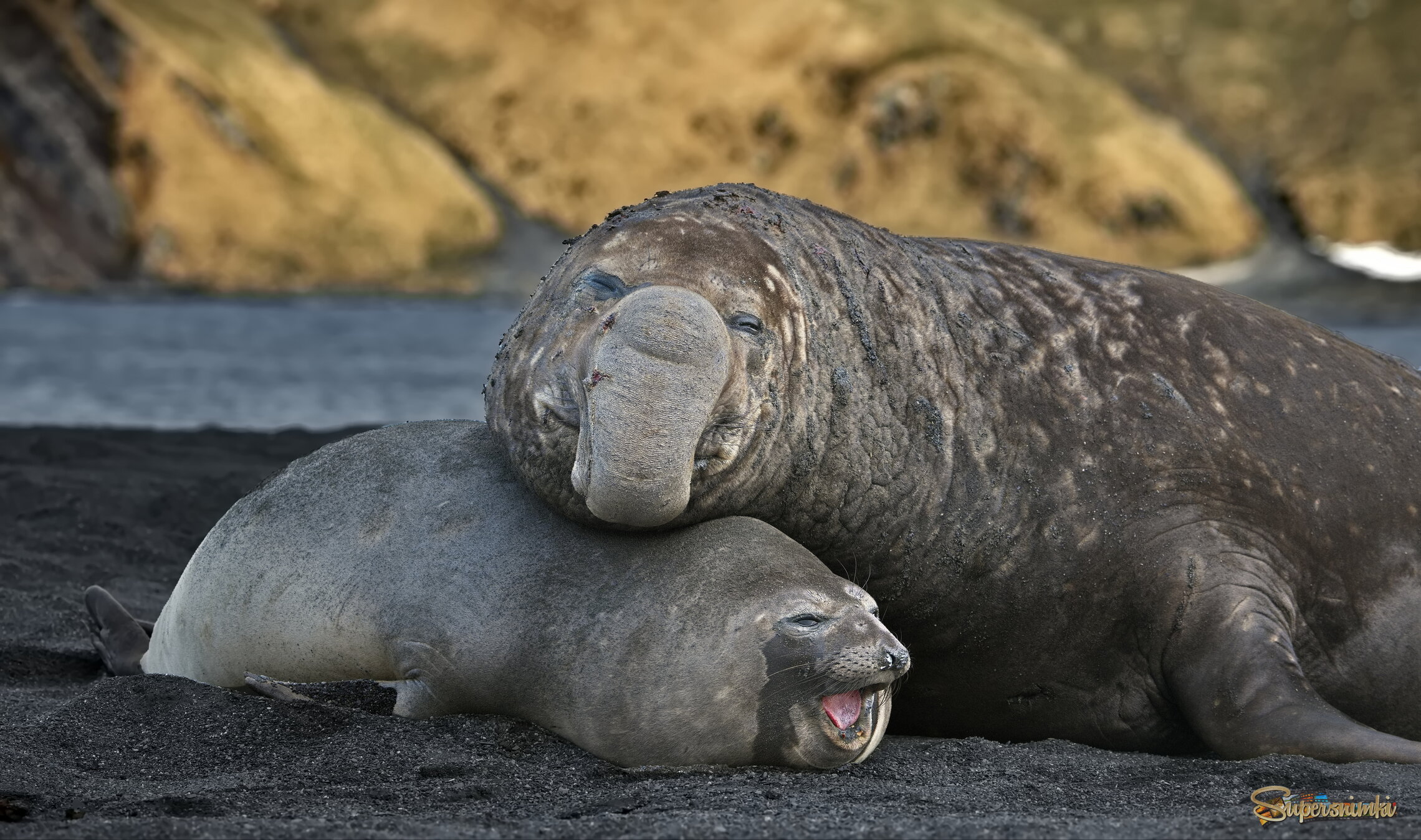 Прижать, надавить, заставить отдаться