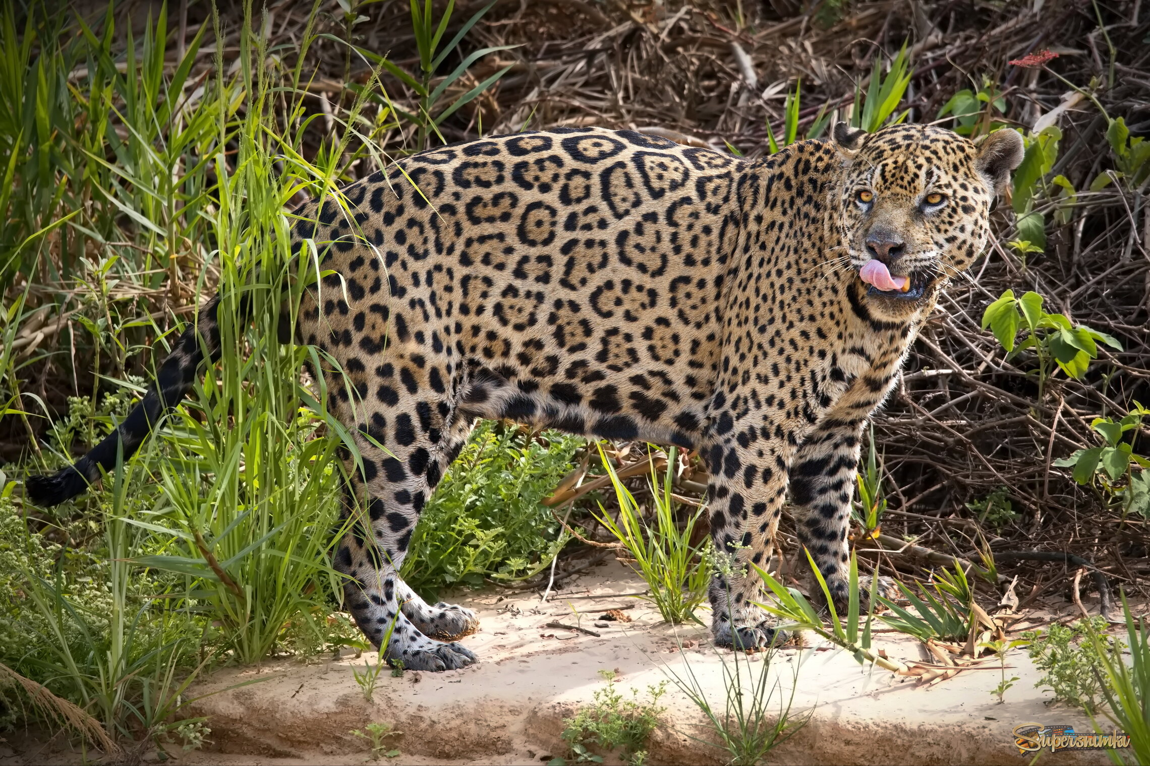 Ну и чем я отличаюсь от леопарда!?)